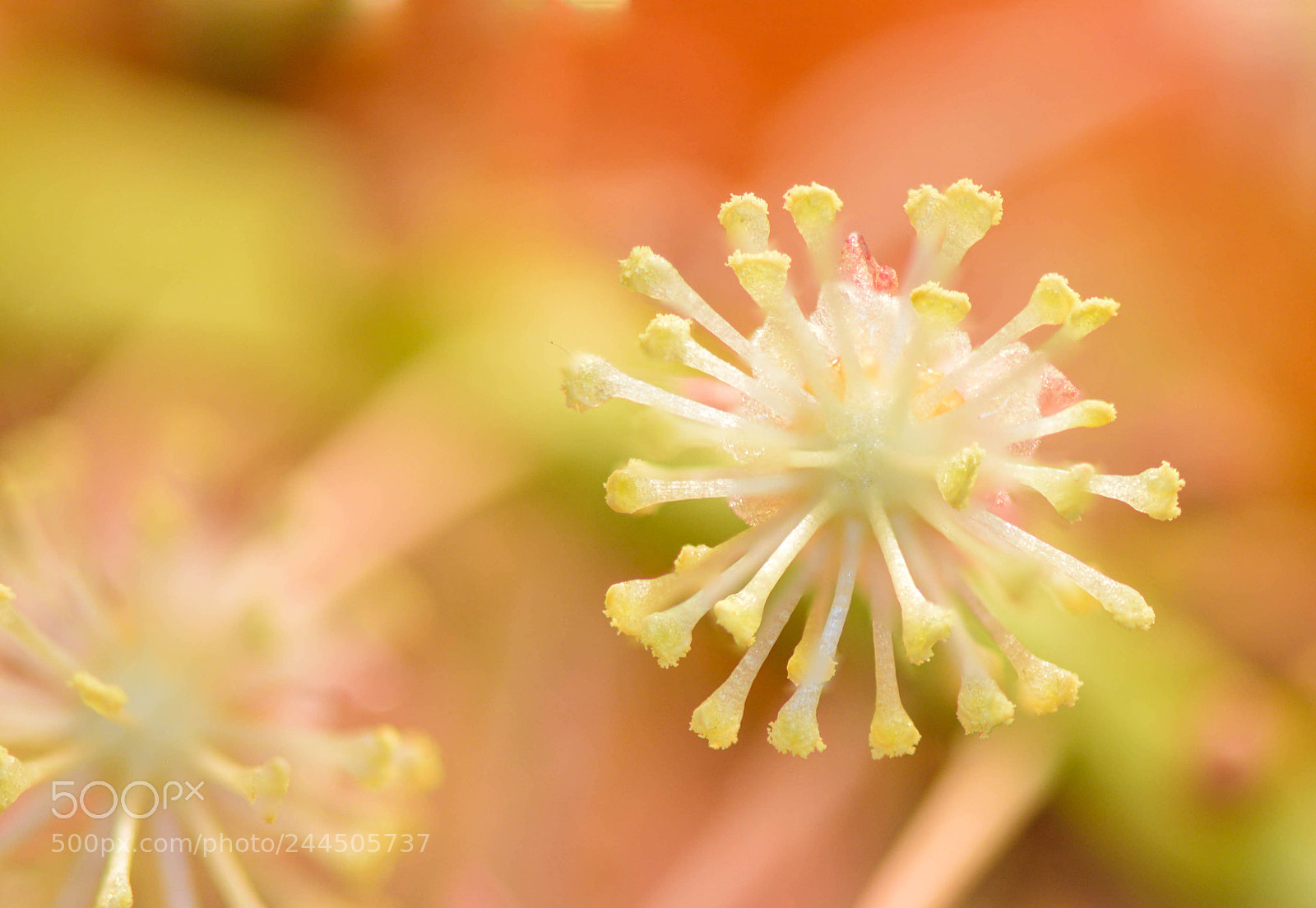 Nikon D3200 sample photo. Pastel starburst photography