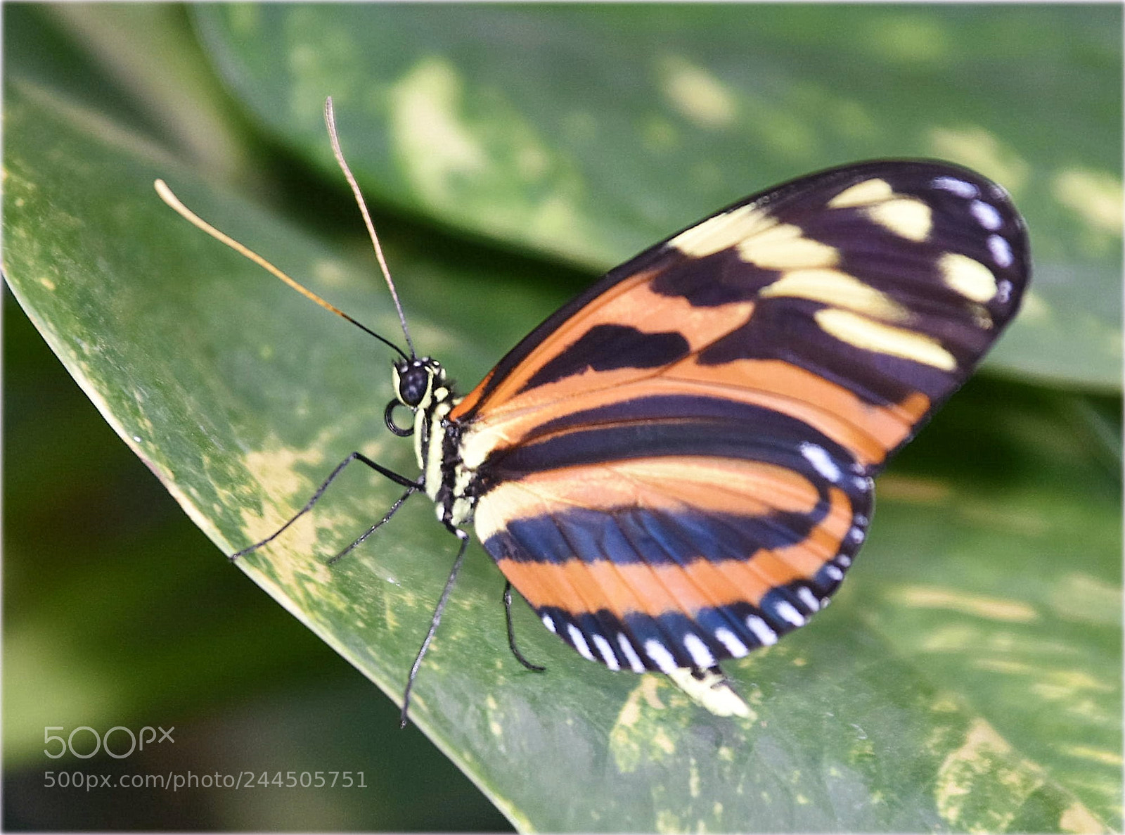 Nikon D7200 sample photo. "on a leaf,;" photography