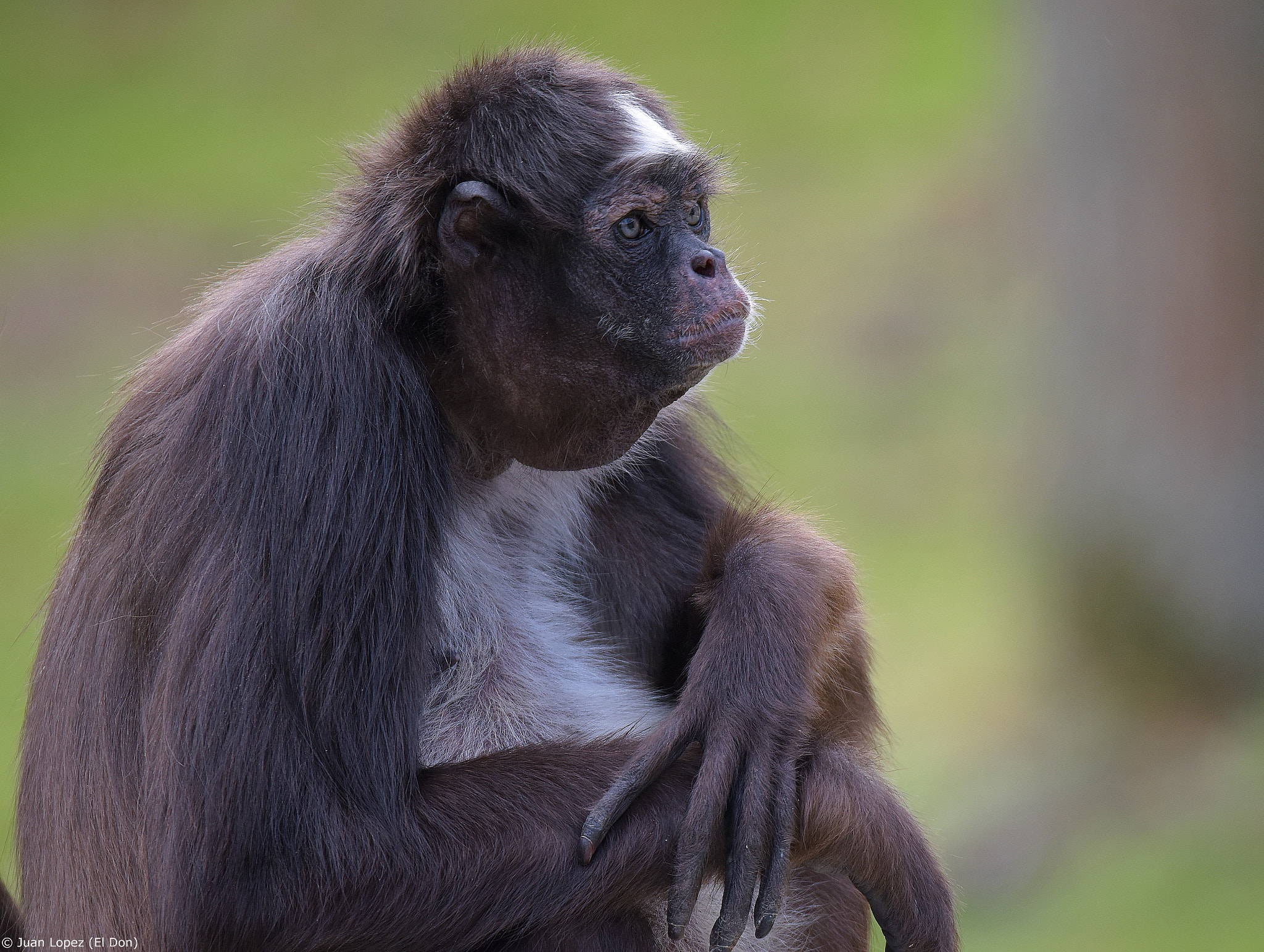 Nikon D810 + Sigma 150-600mm F5-6.3 DG OS HSM | S sample photo. Monkey....wise..!! photography