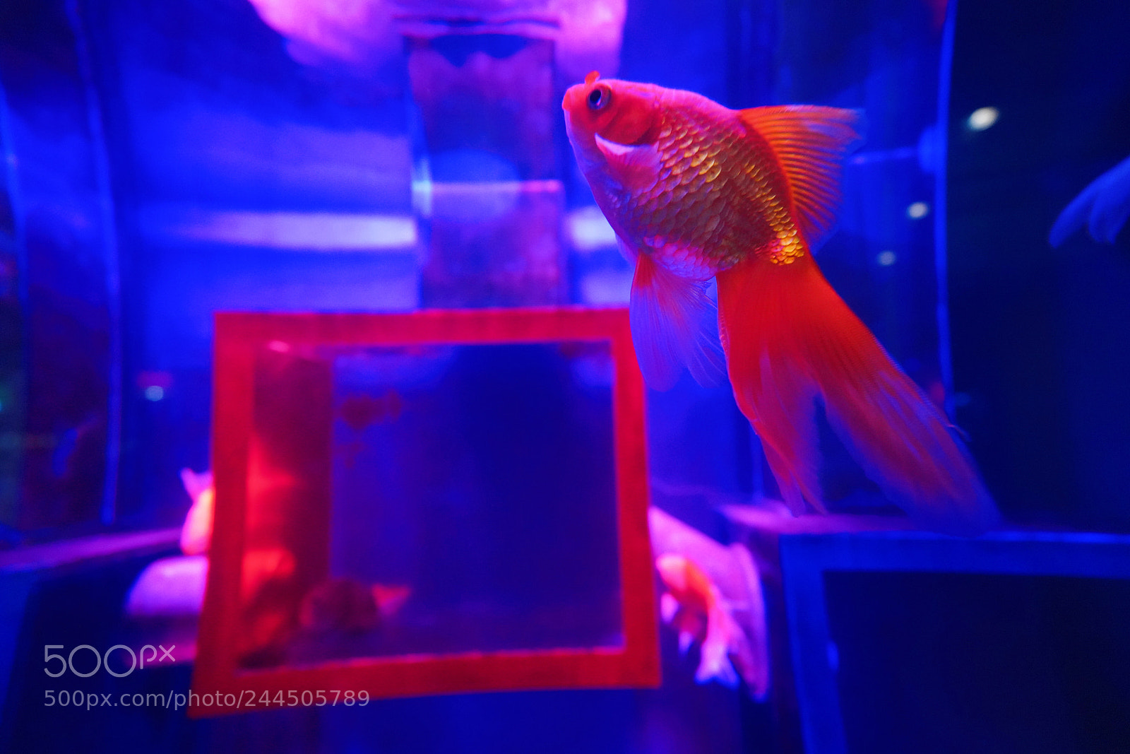 Sony a7R III sample photo. Untitled photography