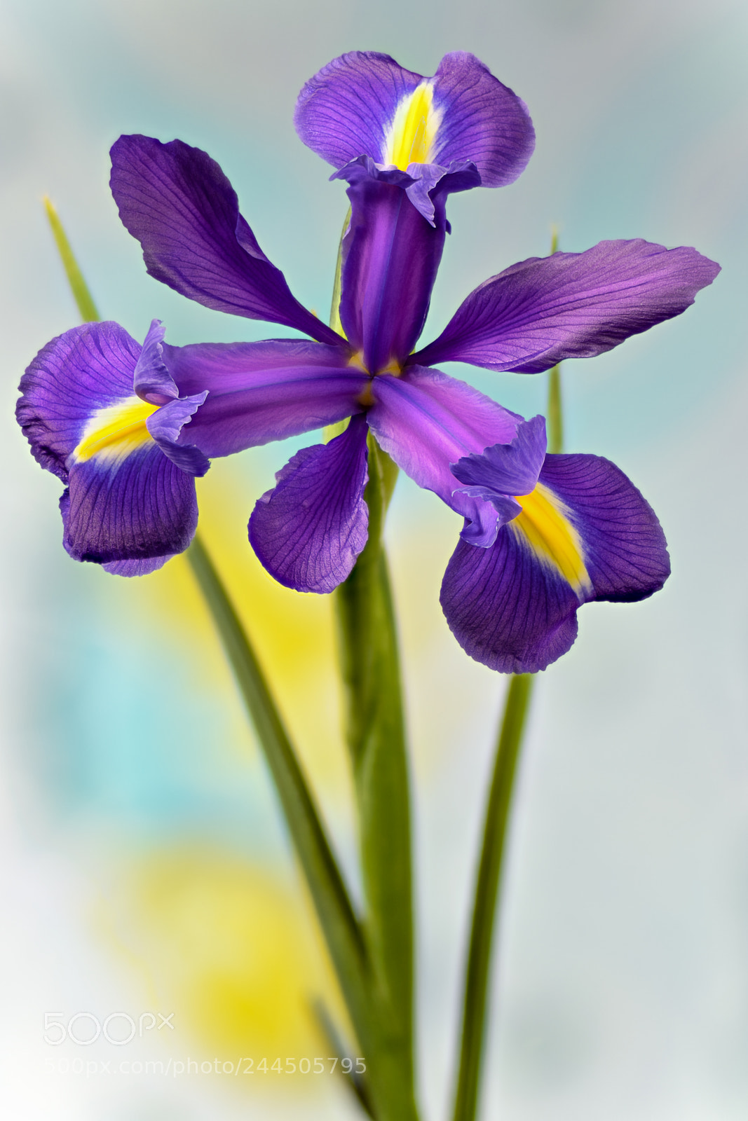 Nikon D5500 sample photo. Iris against sky photography