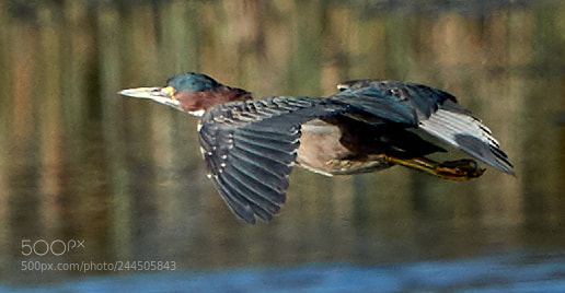 Canon EOS-1D X Mark II sample photo. 01-31-18-0001629.jpg photography