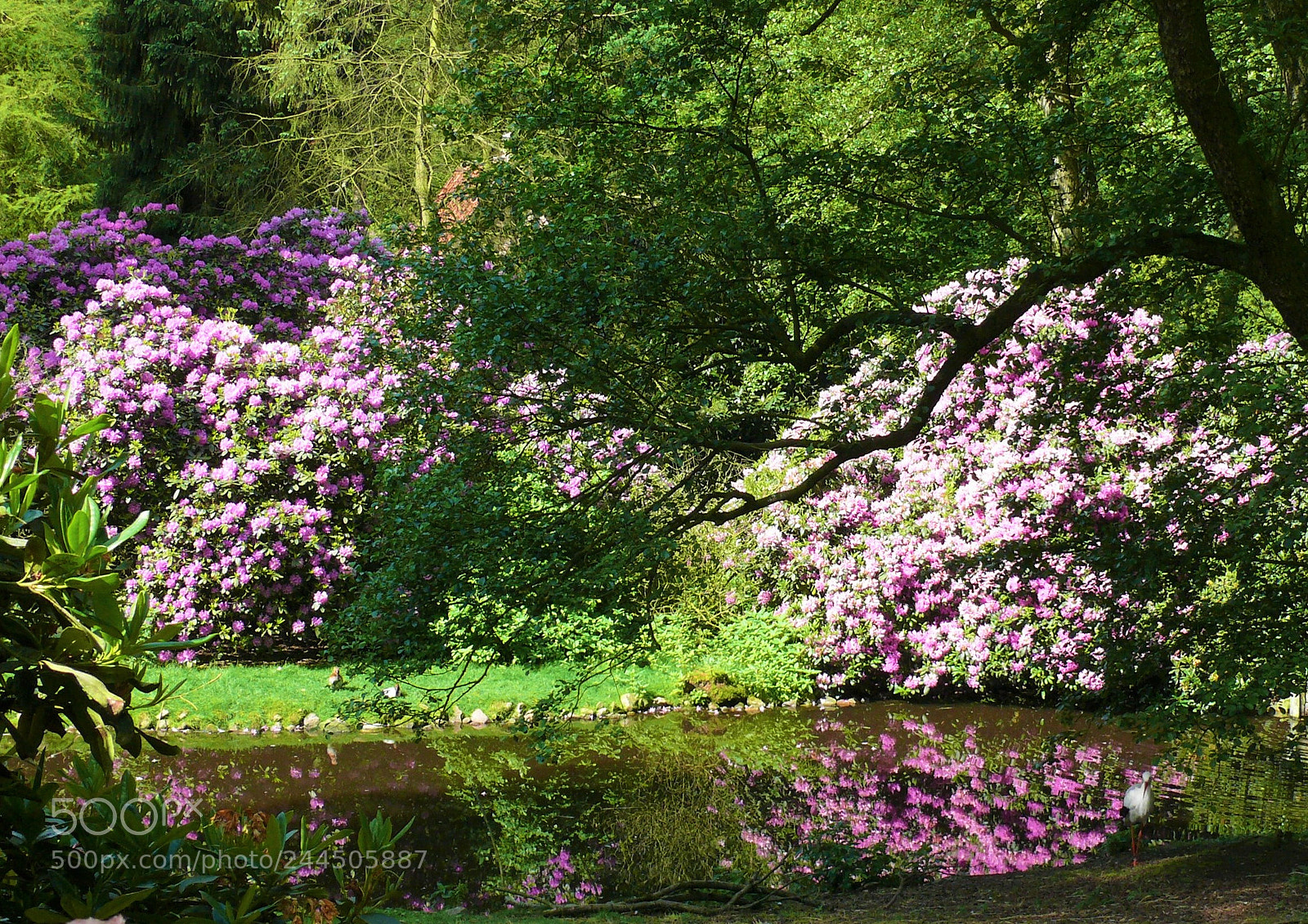 Panasonic DMC-FZ50 sample photo. Rhododendron photography