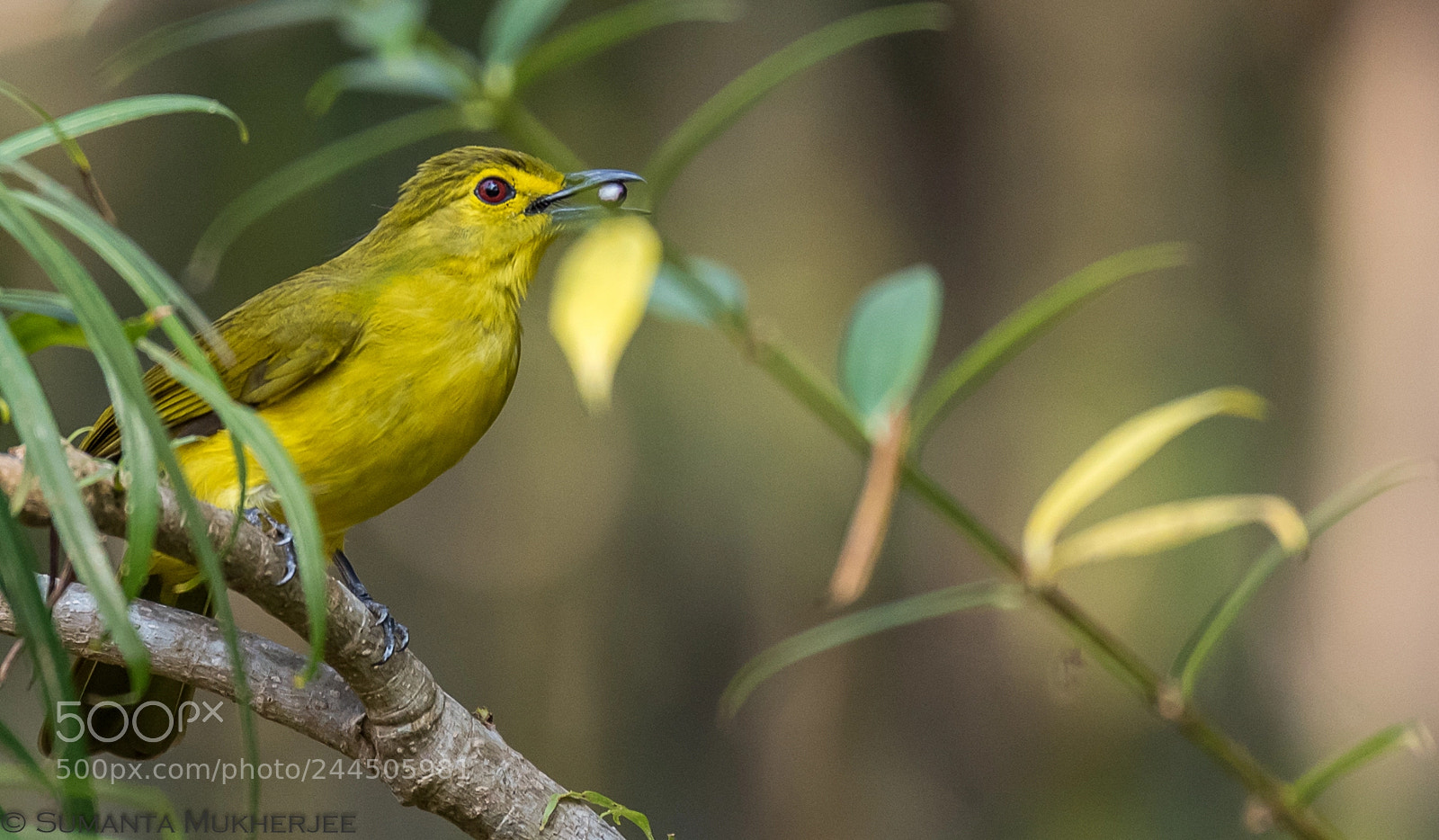 Nikon D810 sample photo. Yellow browed bulbul photography