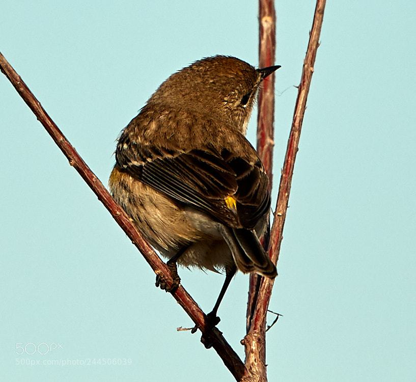 Canon EOS-1D X Mark II sample photo. 01-31-18-0001594.jpg photography