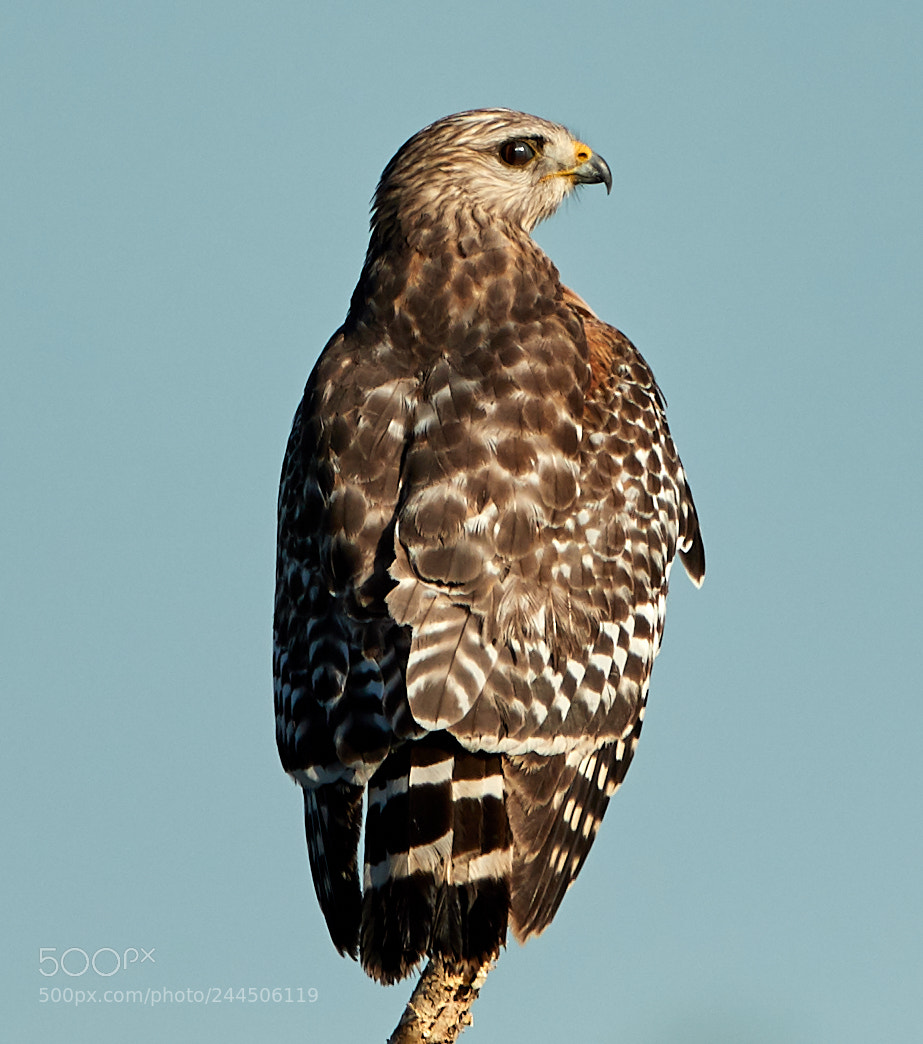 Canon EOS-1D X Mark II sample photo. 01-31-18-0001560.jpg photography