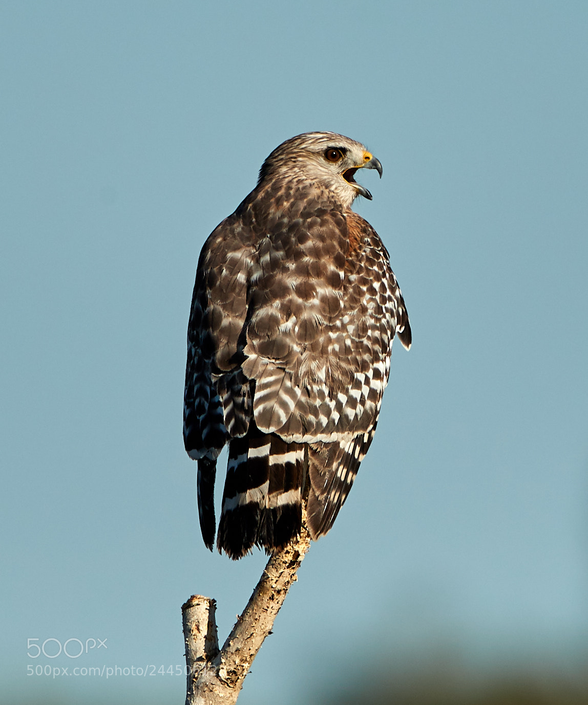 Canon EOS-1D X Mark II sample photo. 01-31-18-0001557.jpg photography
