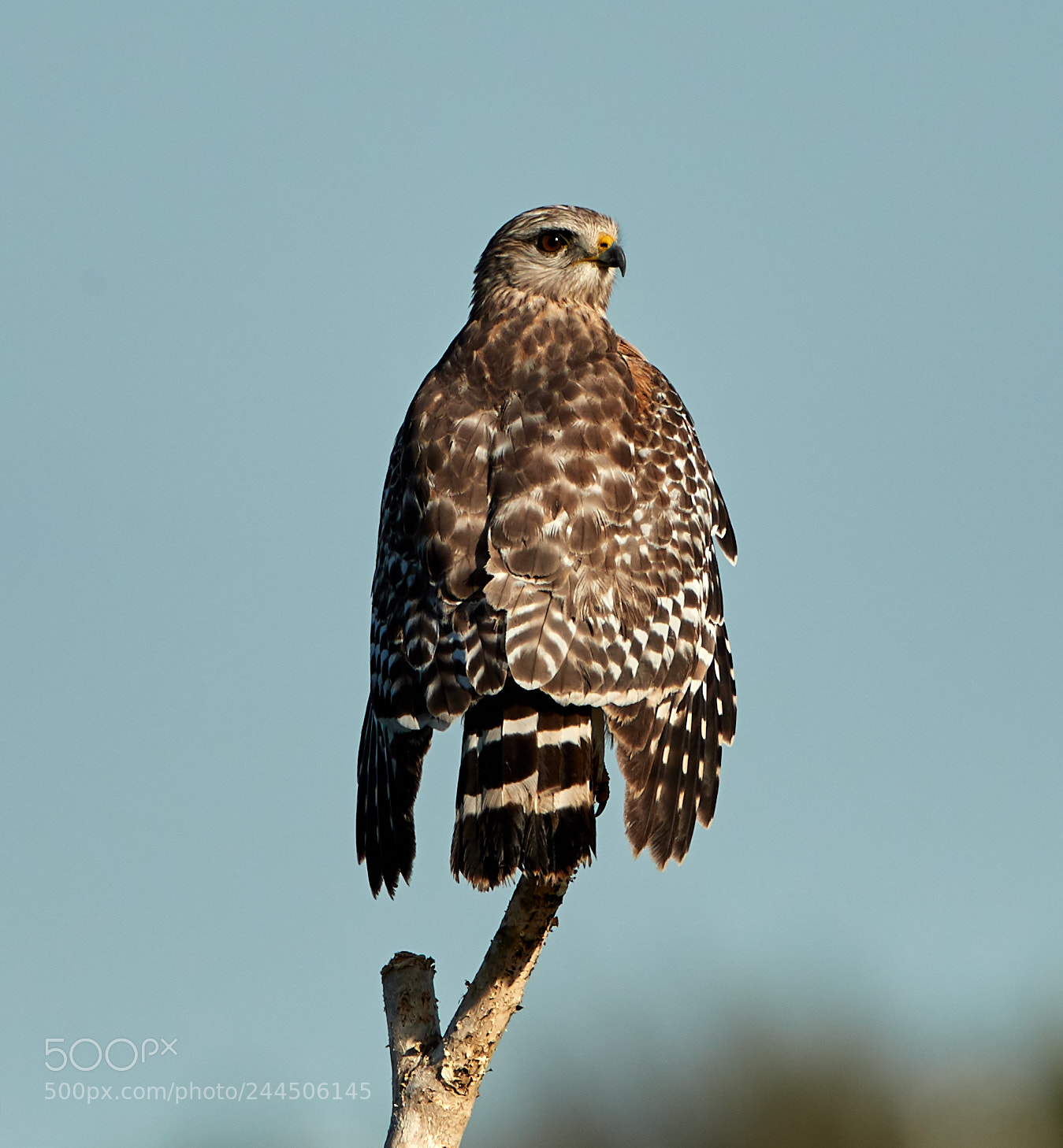 Canon EOS-1D X Mark II sample photo. 01-31-18-0001553.jpg photography