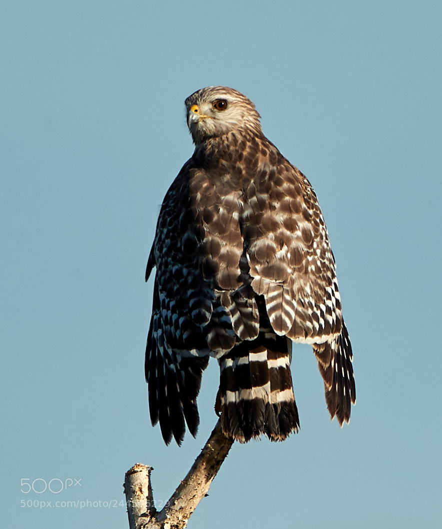 Canon EOS-1D X Mark II sample photo. 01-31-18-0001549.jpg photography