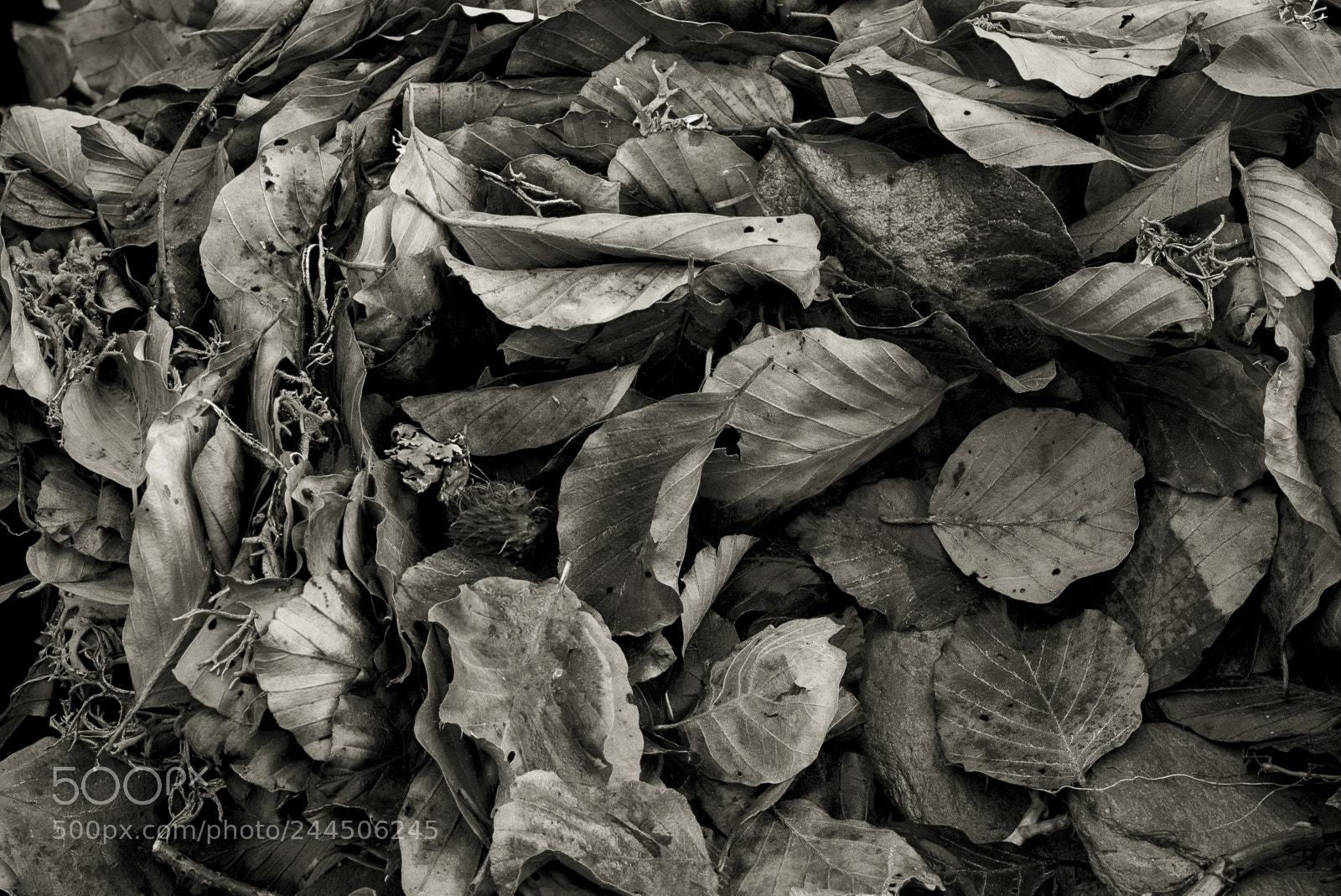 Nikon D600 sample photo. Suelo de gamueta photography