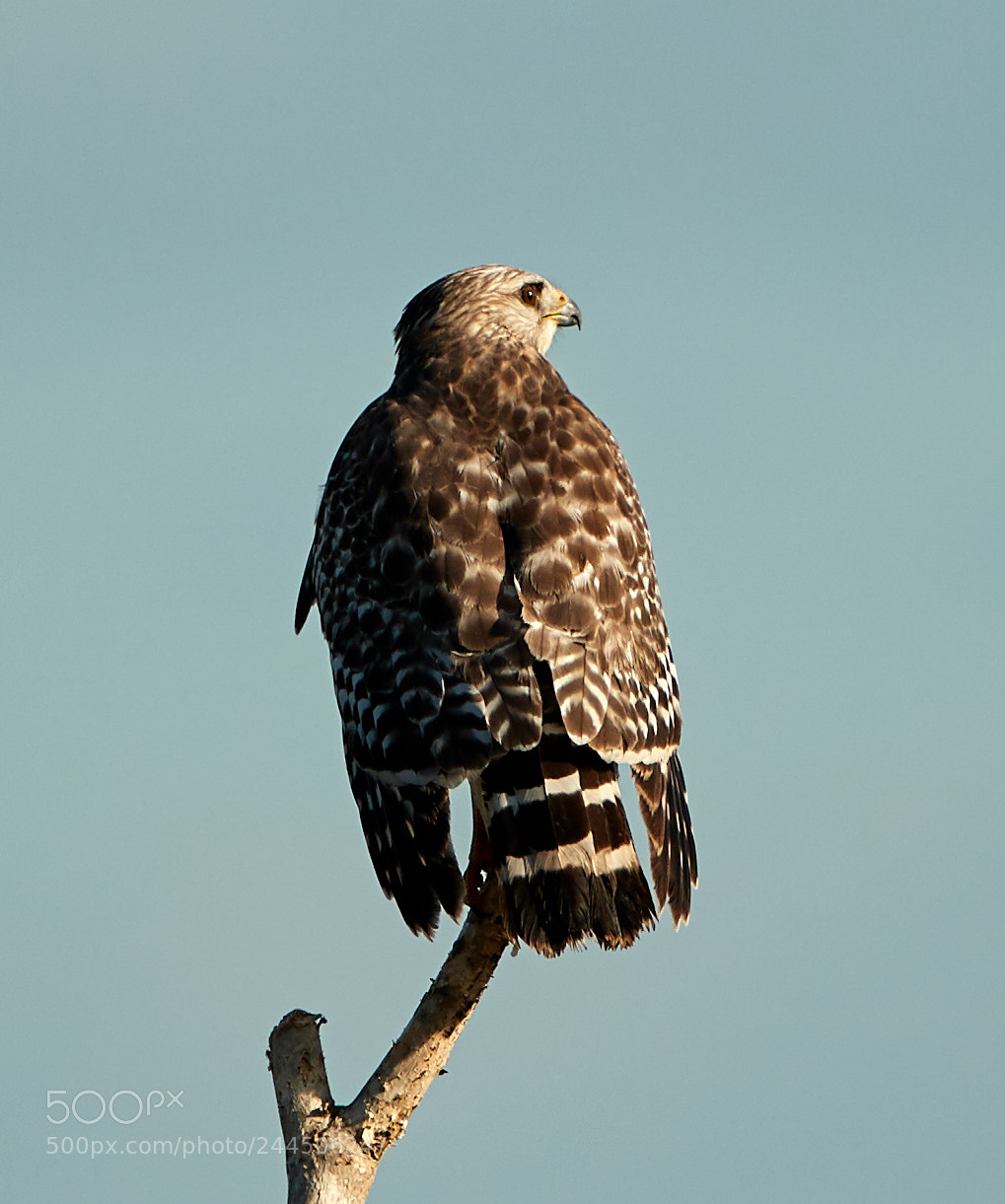 Canon EOS-1D X Mark II sample photo. 01-31-18-0001544.jpg photography