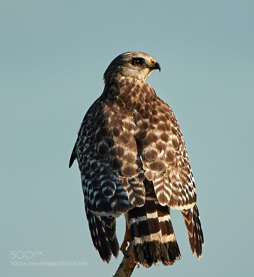 Canon EOS-1D X Mark II sample photo. 01-31-18-0001542.jpg photography
