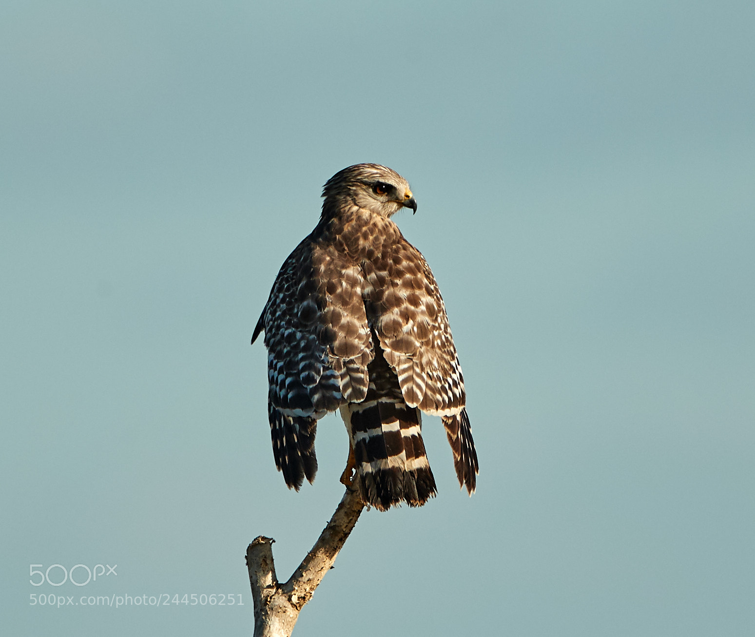 Canon EOS-1D X Mark II sample photo. 01-31-18-0001541.jpg photography