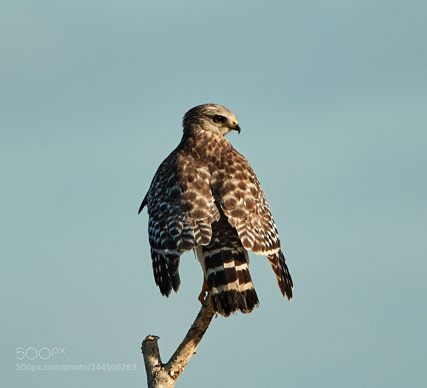 Canon EOS-1D X Mark II sample photo. 01-31-18-0001540.jpg photography
