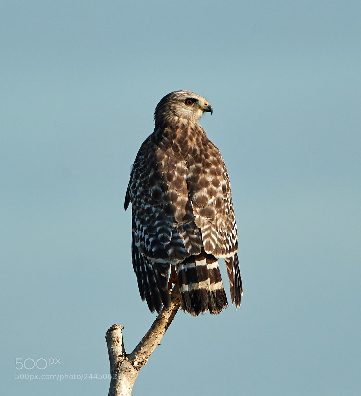 Canon EOS-1D X Mark II sample photo. 01-31-18-0001533.jpg photography
