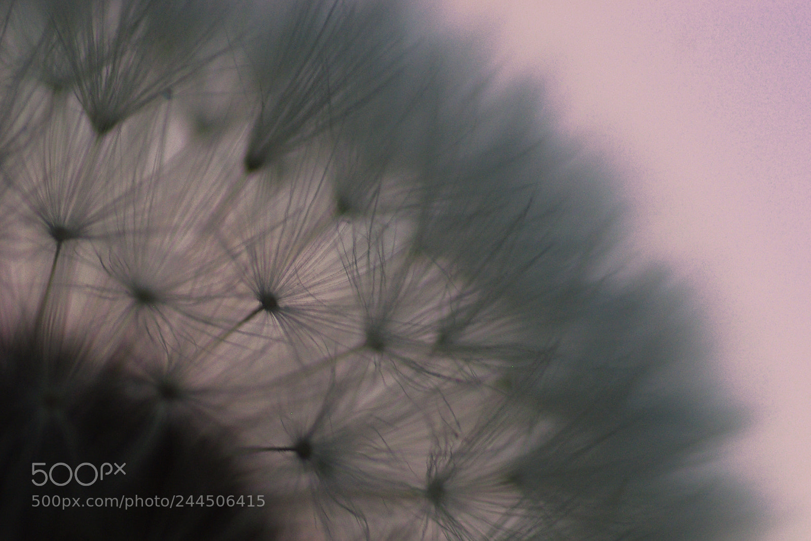Pentax K200D sample photo. Dandelion i photography