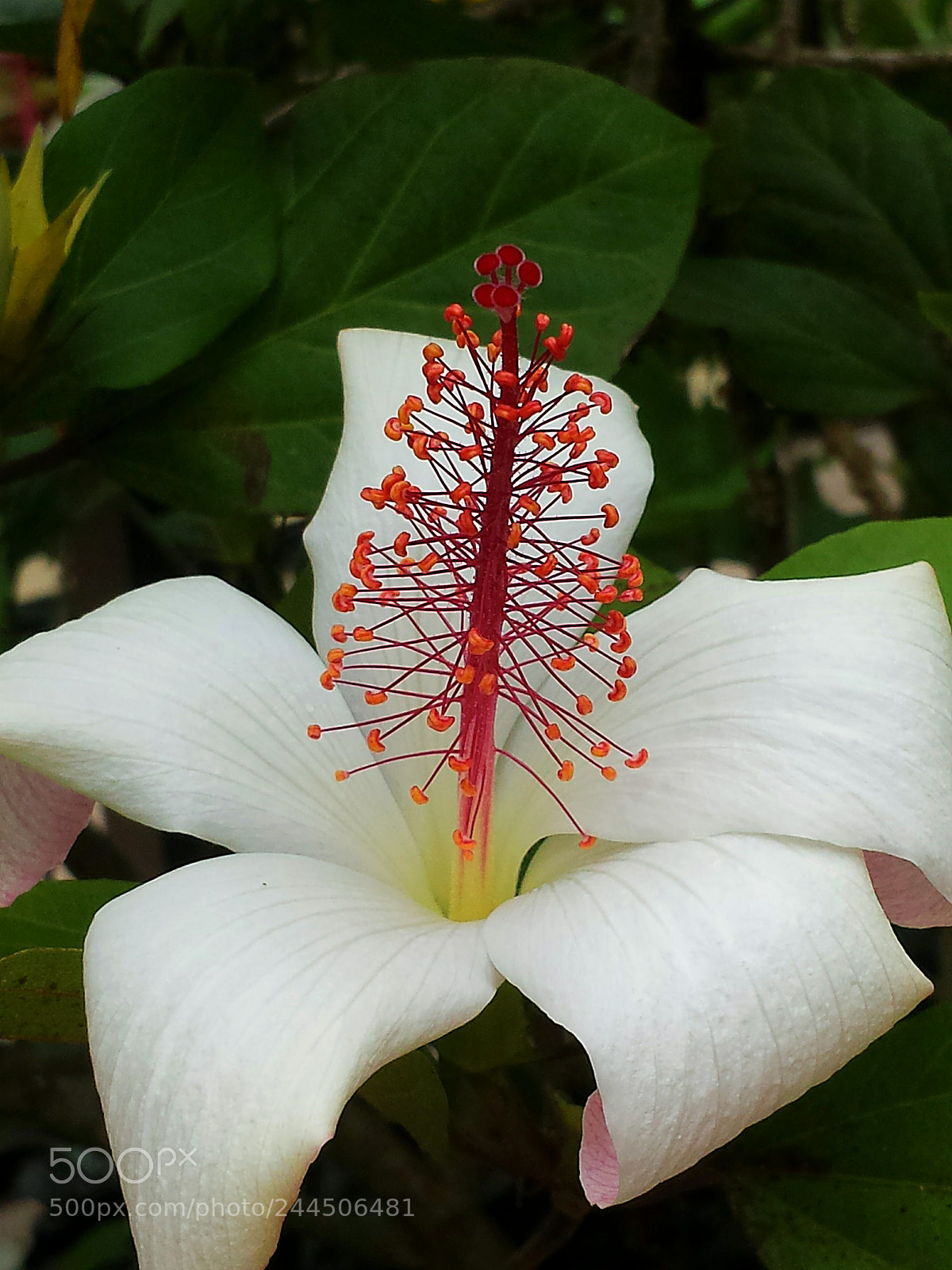 Samsung Galaxy S4 sample photo. White hibiscus photography