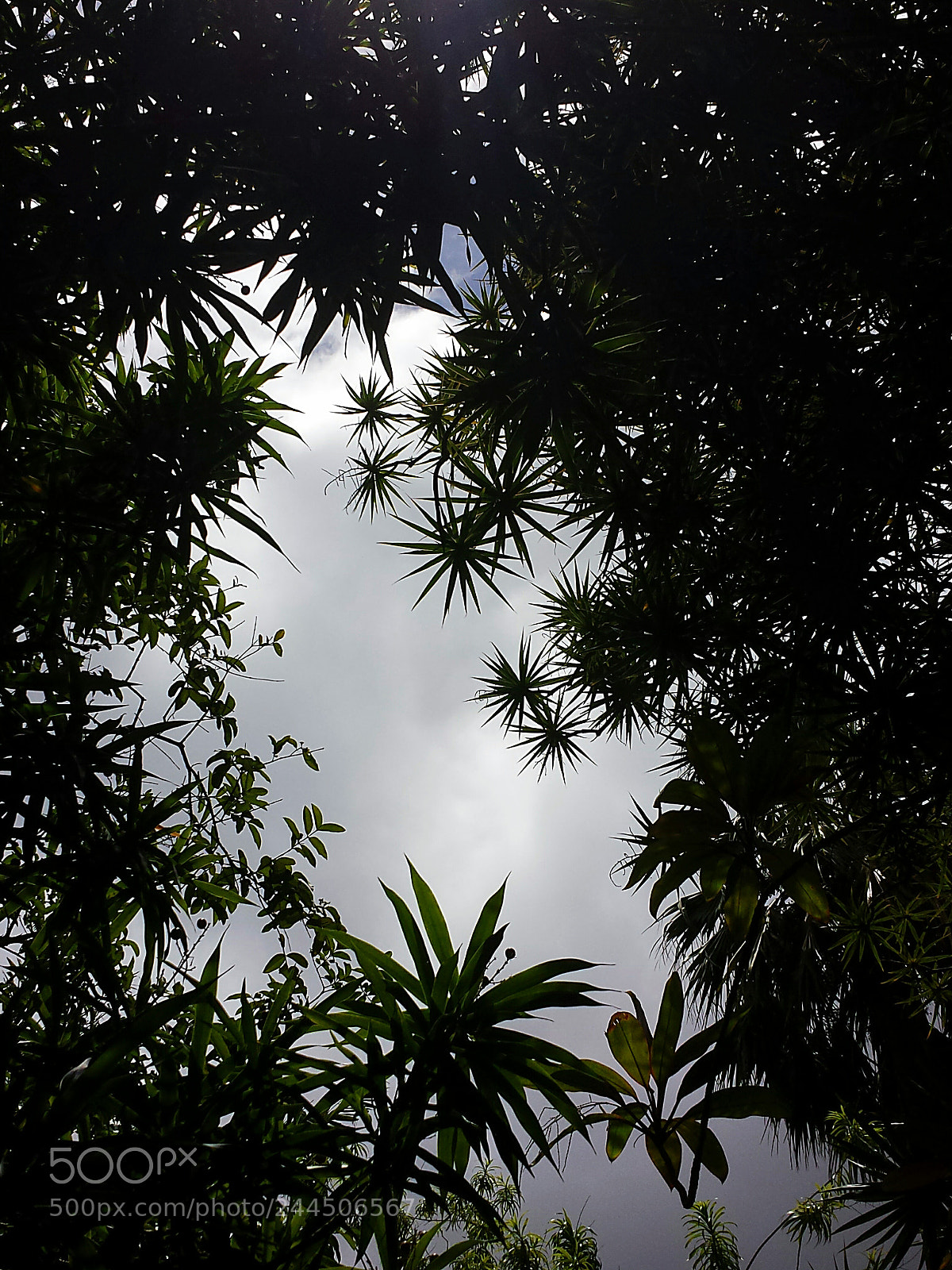 Samsung Galaxy S4 sample photo. From beneath the trees photography