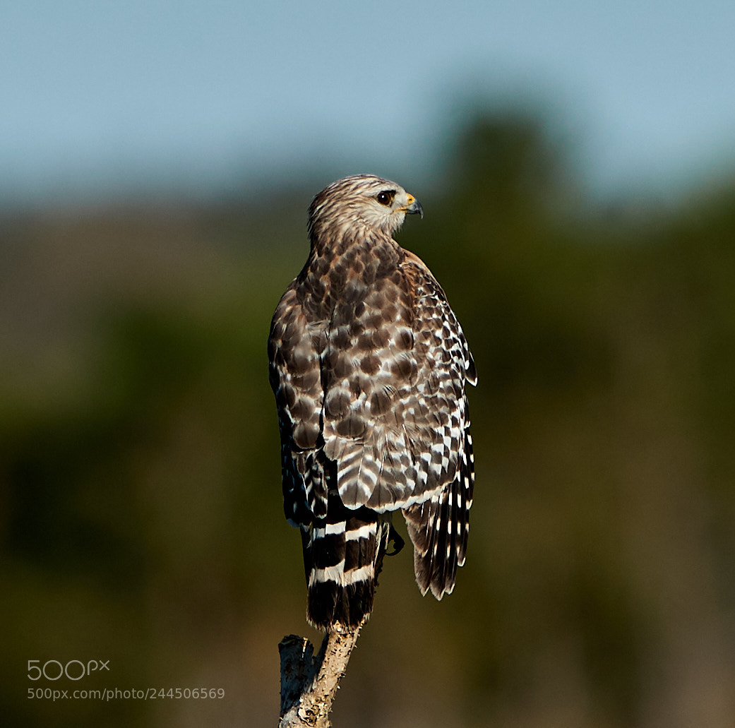 Canon EOS-1D X Mark II sample photo. 01-31-18-0001512.jpg photography