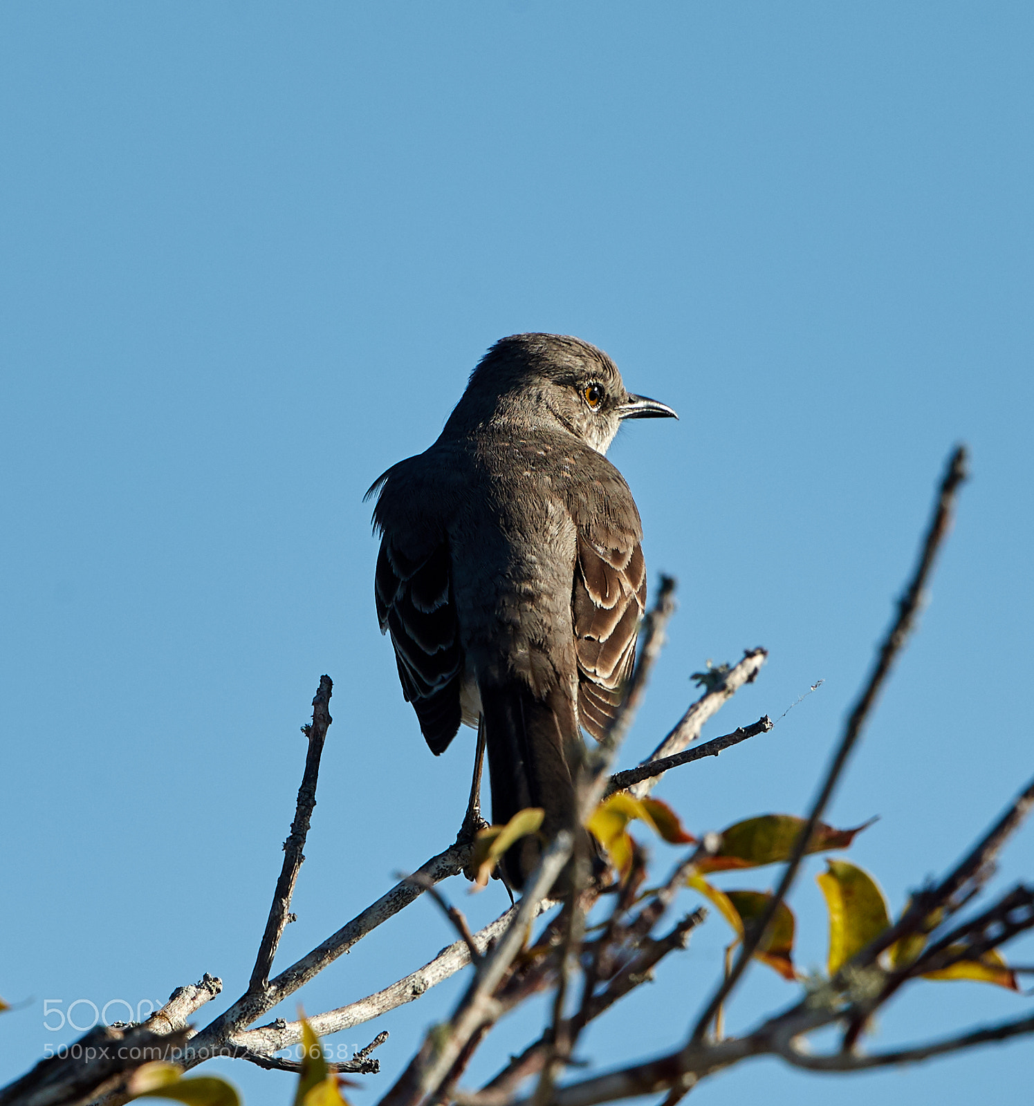 Canon EOS-1D X Mark II sample photo. 01-31-18-0001508.jpg photography