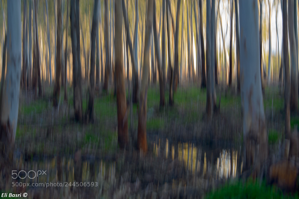 Nikon D800 sample photo. The magic forest photography