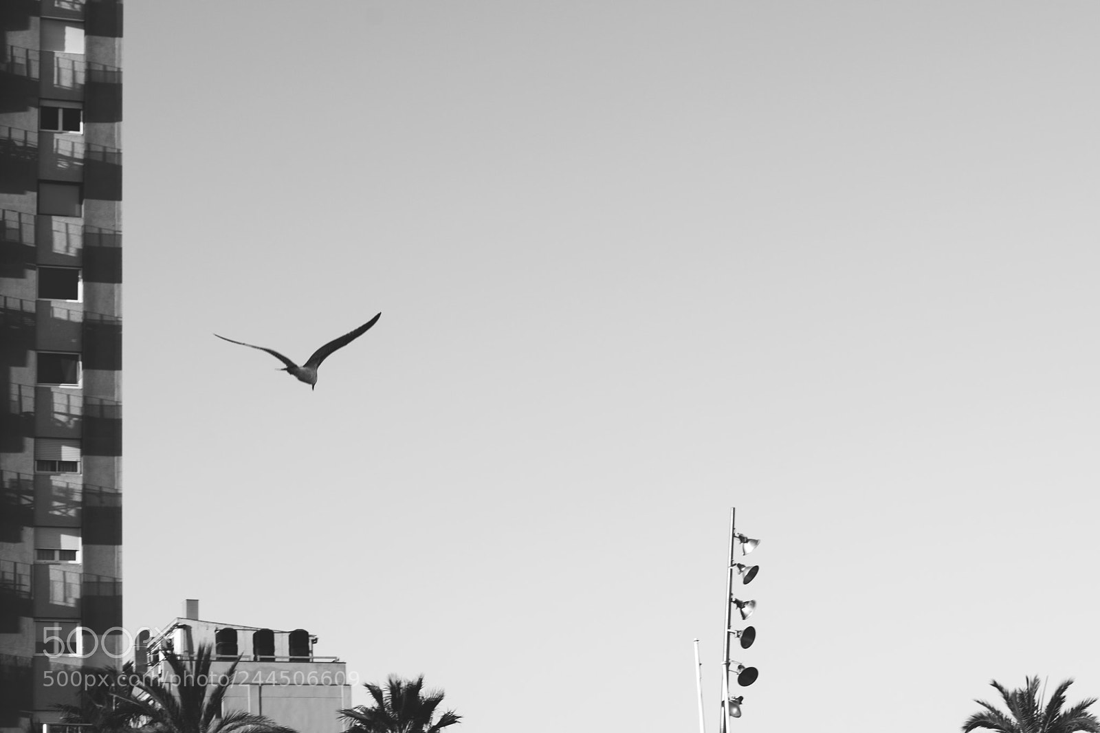 Nikon D7200 sample photo. Albatross ii photography