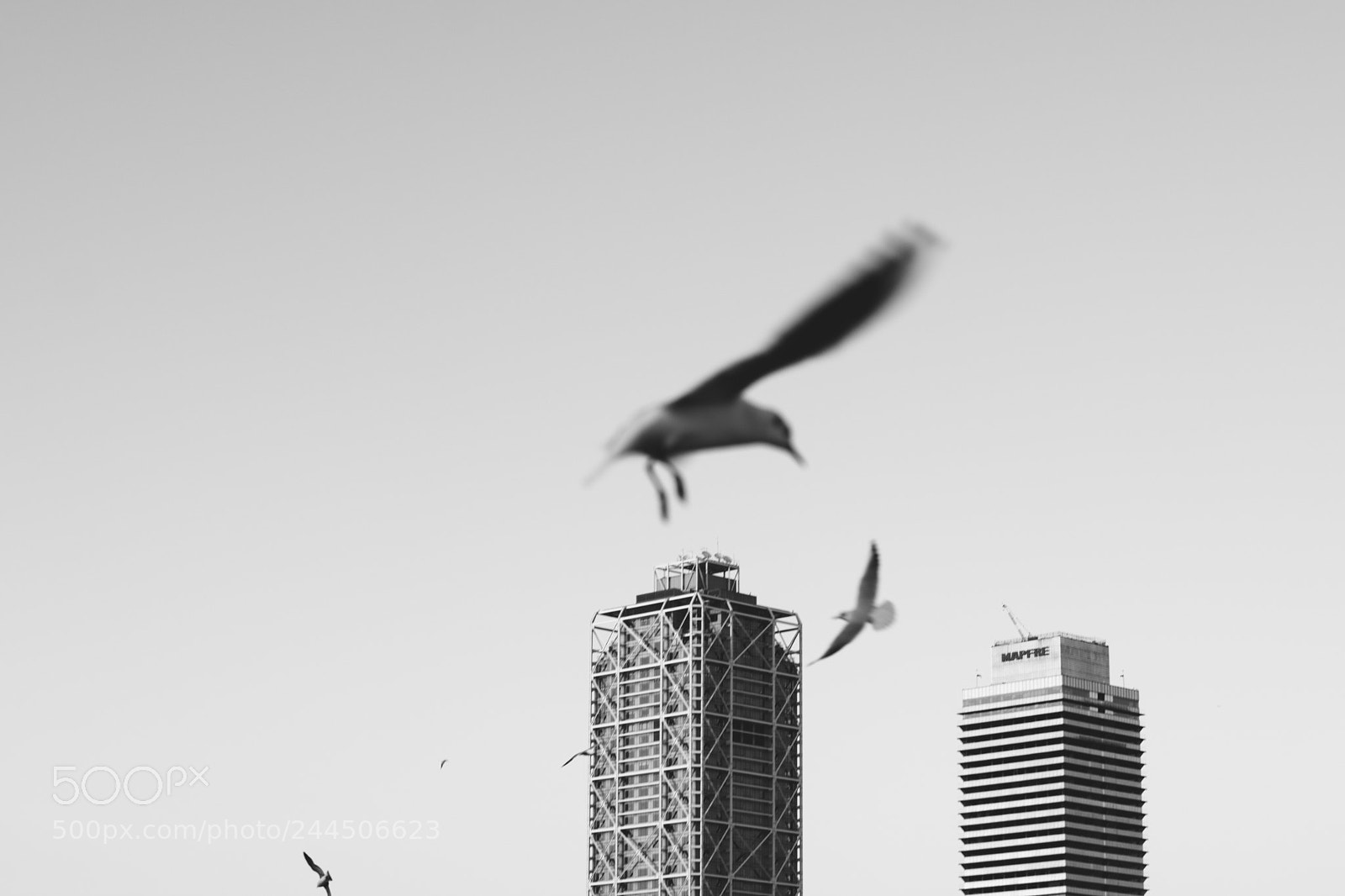 Nikon D7200 sample photo. Albatross photography