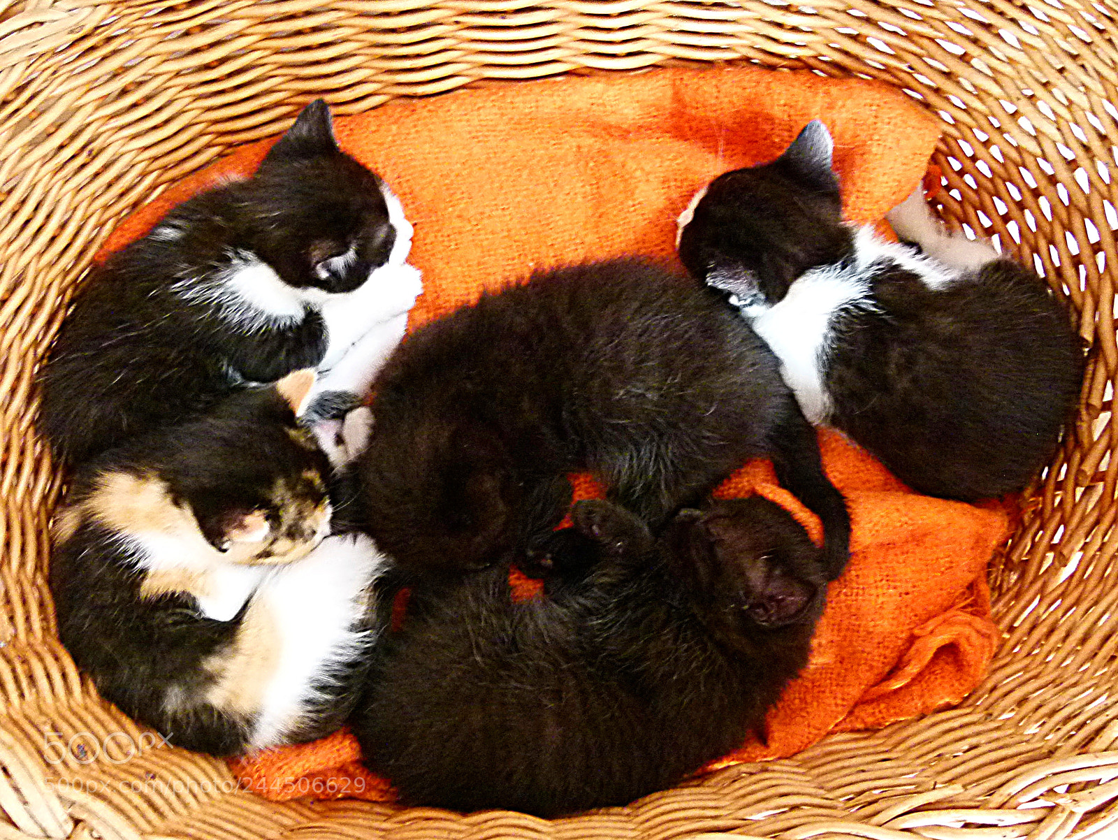 Panasonic Lumix DMC-FZ100 sample photo. Kittens photography