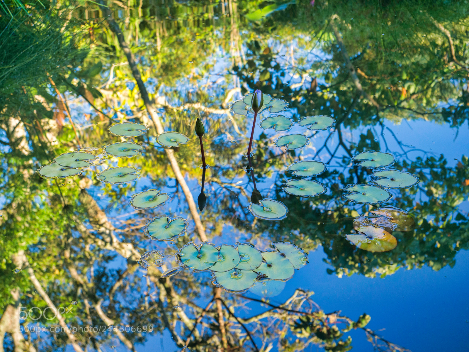 Olympus OM-D E-M10 sample photo. Lotus emerges from water photography