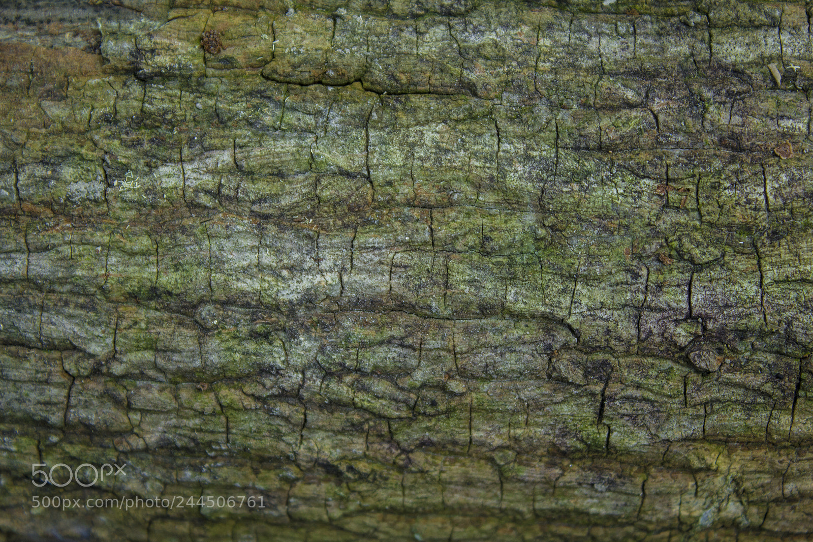 Canon EOS 1200D (EOS Rebel T5 / EOS Kiss X70 / EOS Hi) sample photo. Wood skin photography