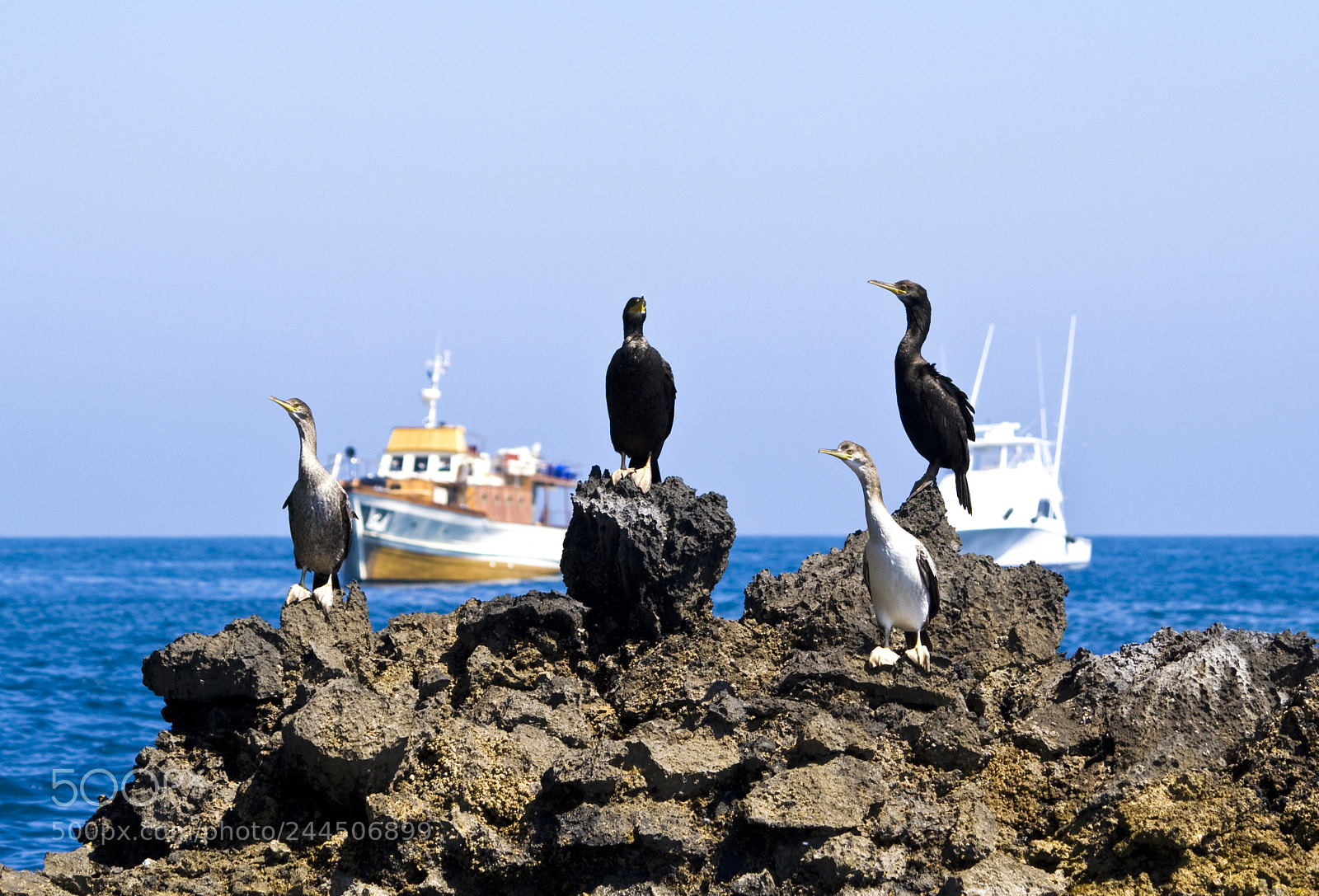 Canon EOS 400D (EOS Digital Rebel XTi / EOS Kiss Digital X) sample photo. Cormorant family, tinetto island photography