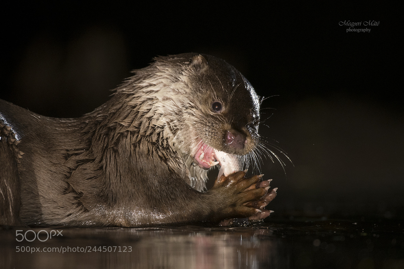 Nikon D500 sample photo. Otter photography