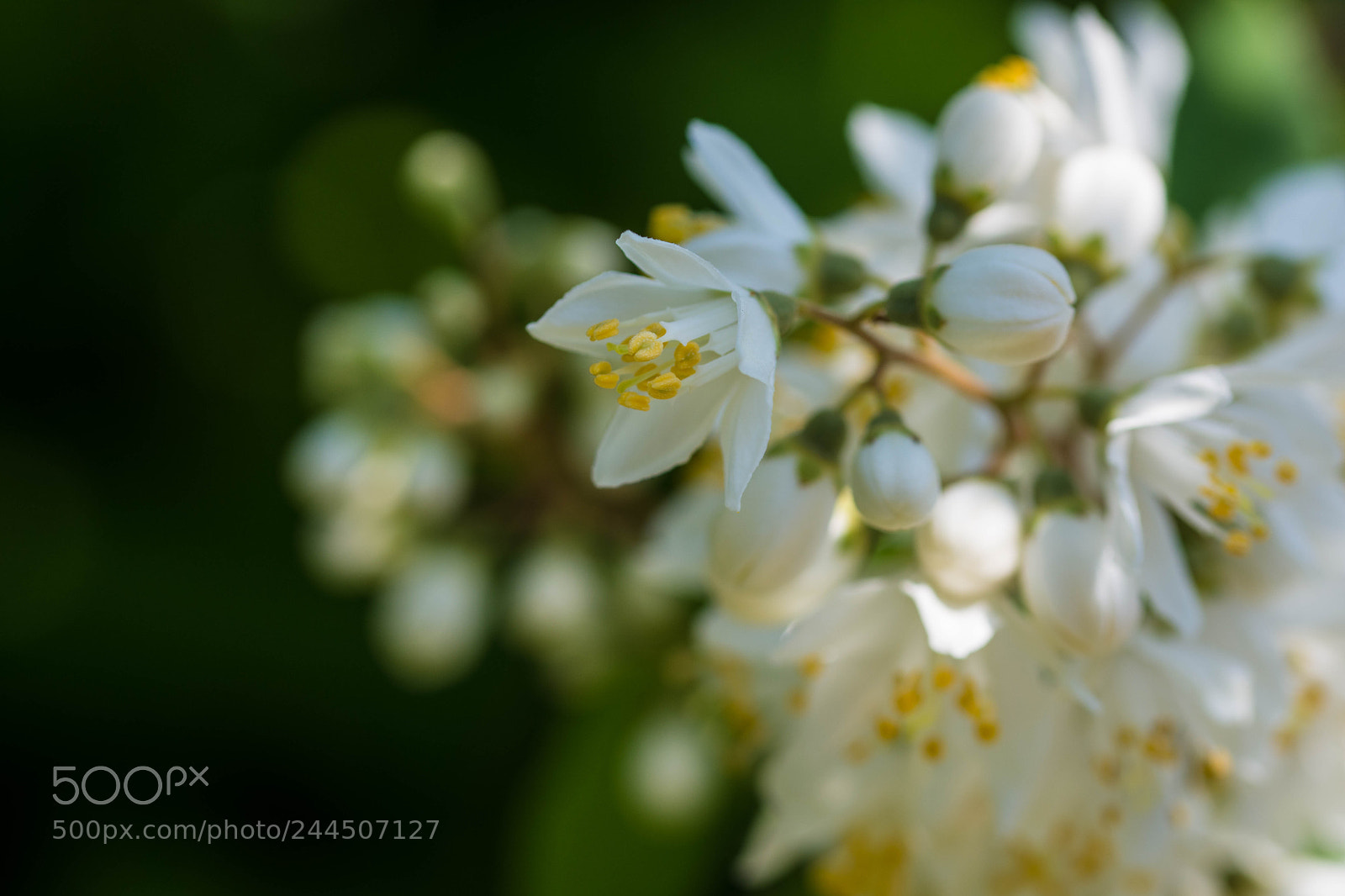 Nikon D7200 sample photo. Whiteness photography