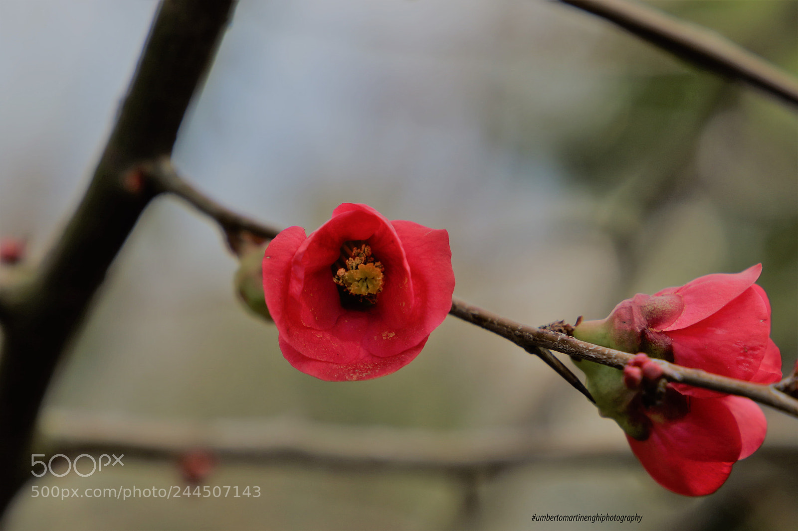 Canon EOS 7D Mark II sample photo. Blooms photography