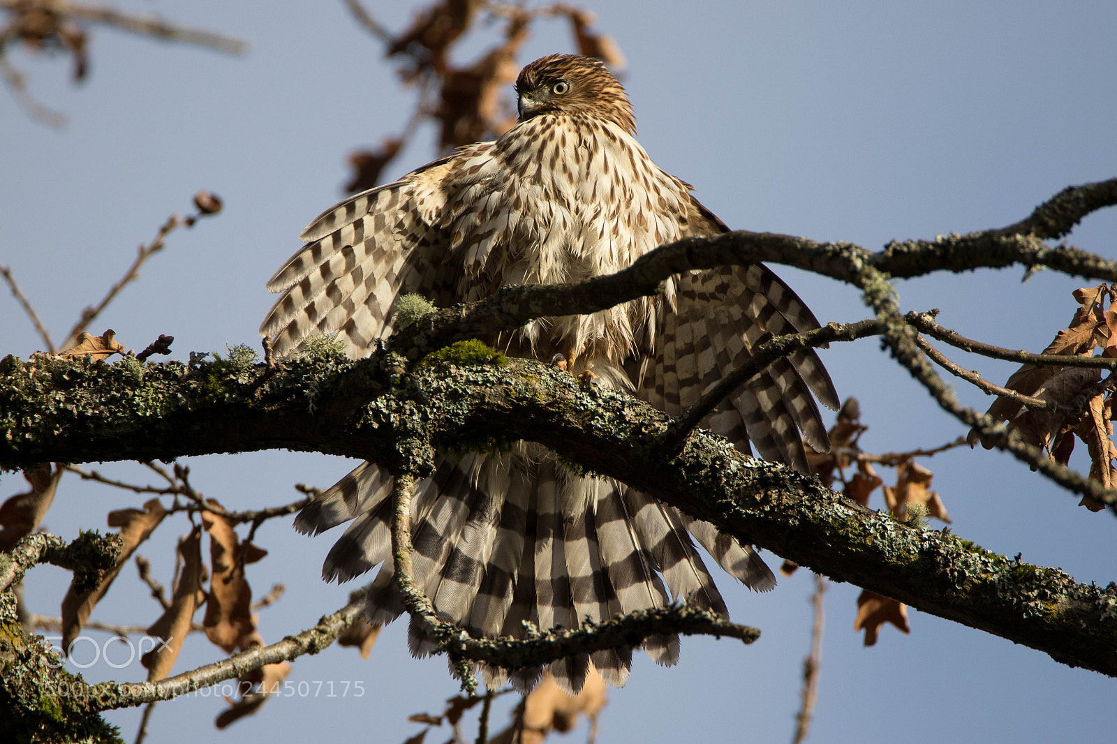 Canon EOS 7D Mark II sample photo. 23835-24189-22285.jpg photography