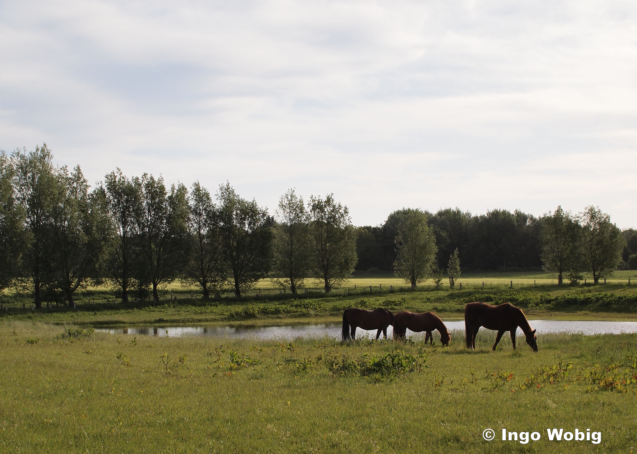 Olympus PEN E-PL2 sample photo. Grazing horses photography