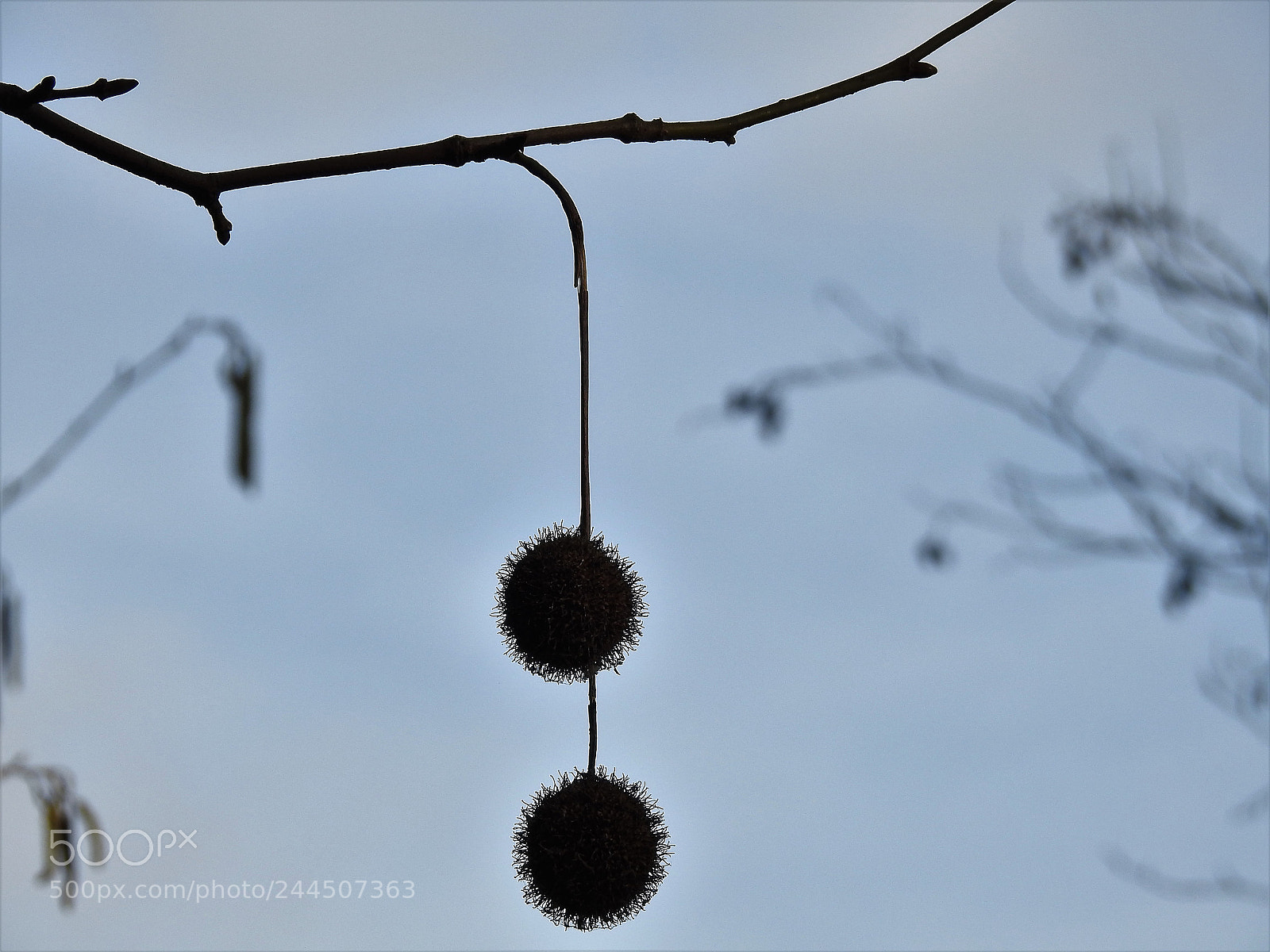 Nikon Coolpix P900 sample photo. Balls photography