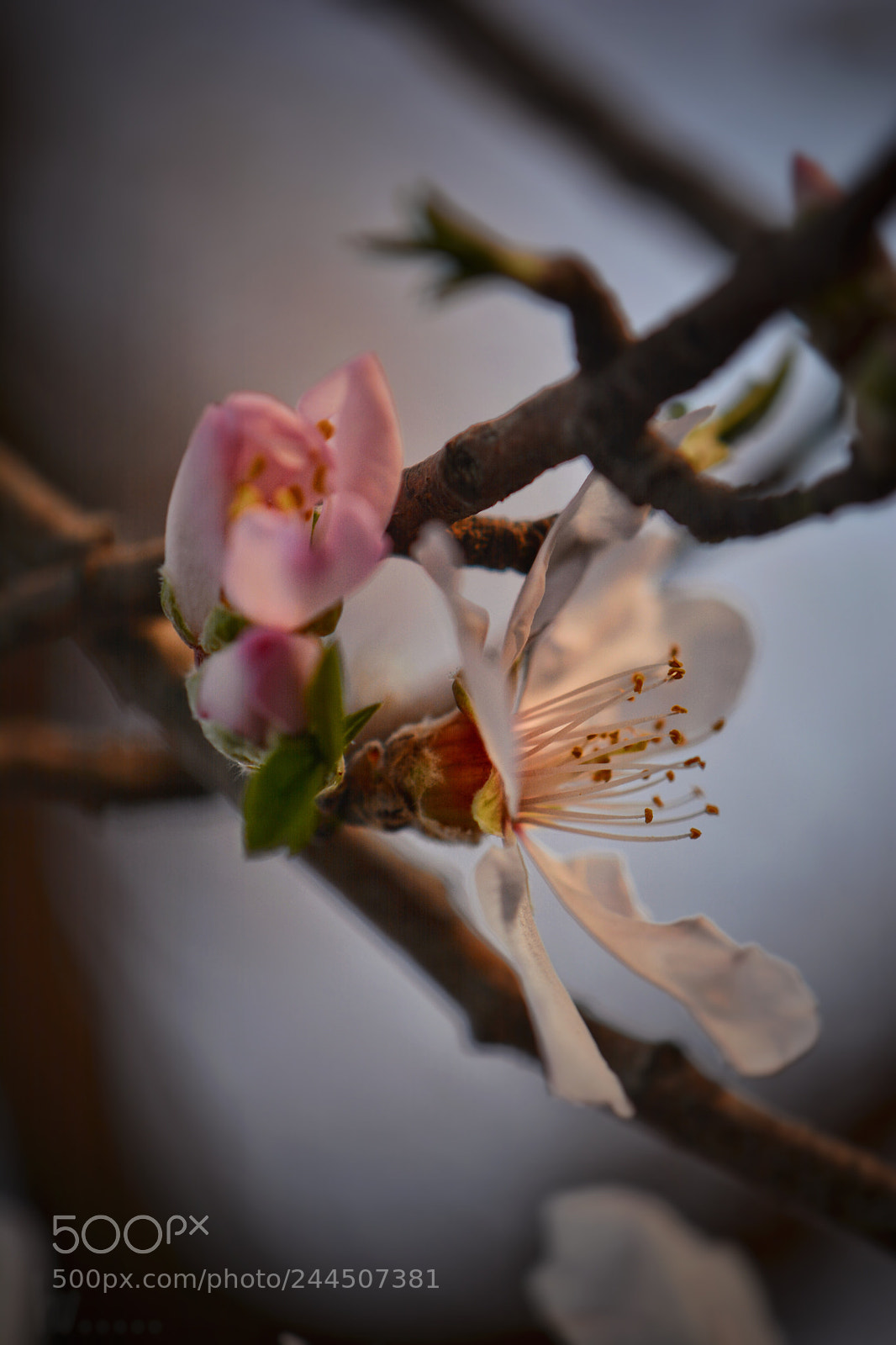 Nikon D7100 sample photo. Fleur d'hiver photography