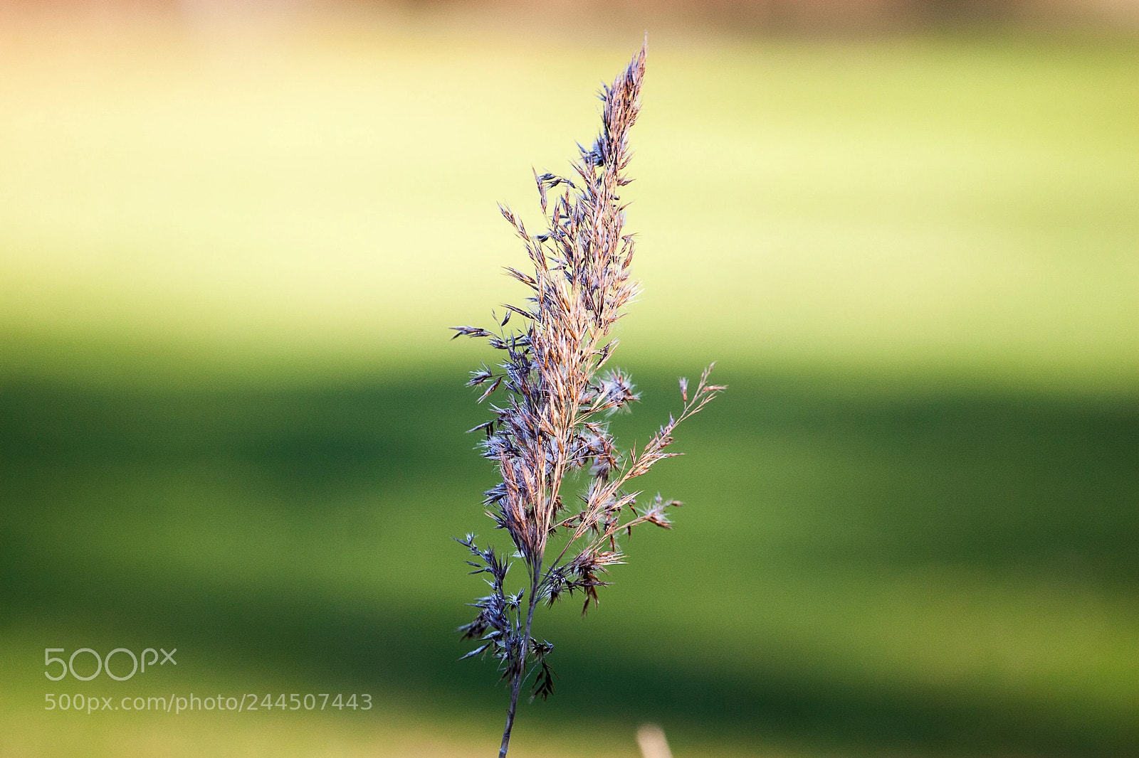 Canon EOS 30D sample photo. Green photography