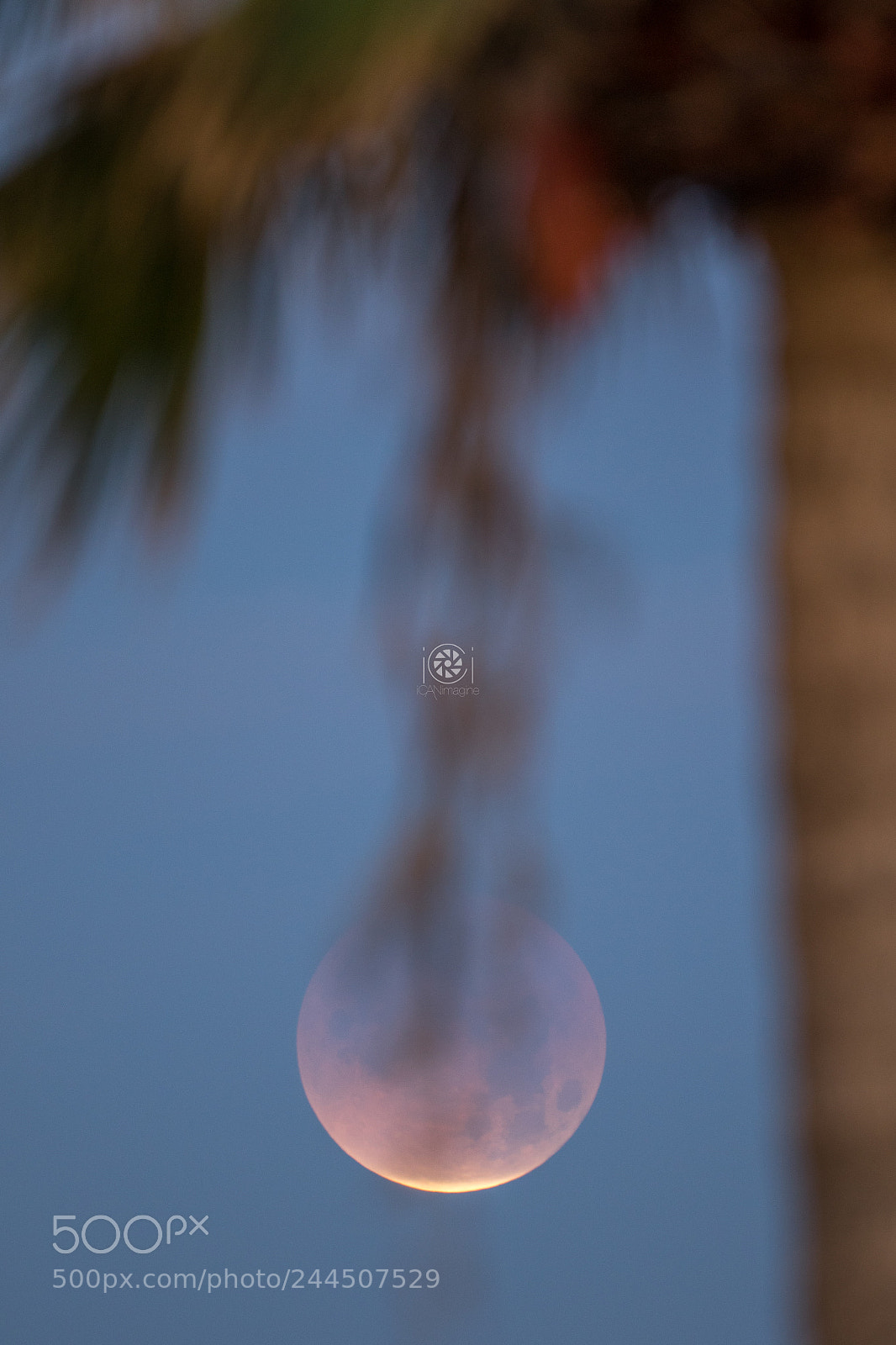 Canon EOS 7D Mark II sample photo. Super blue blood full photography