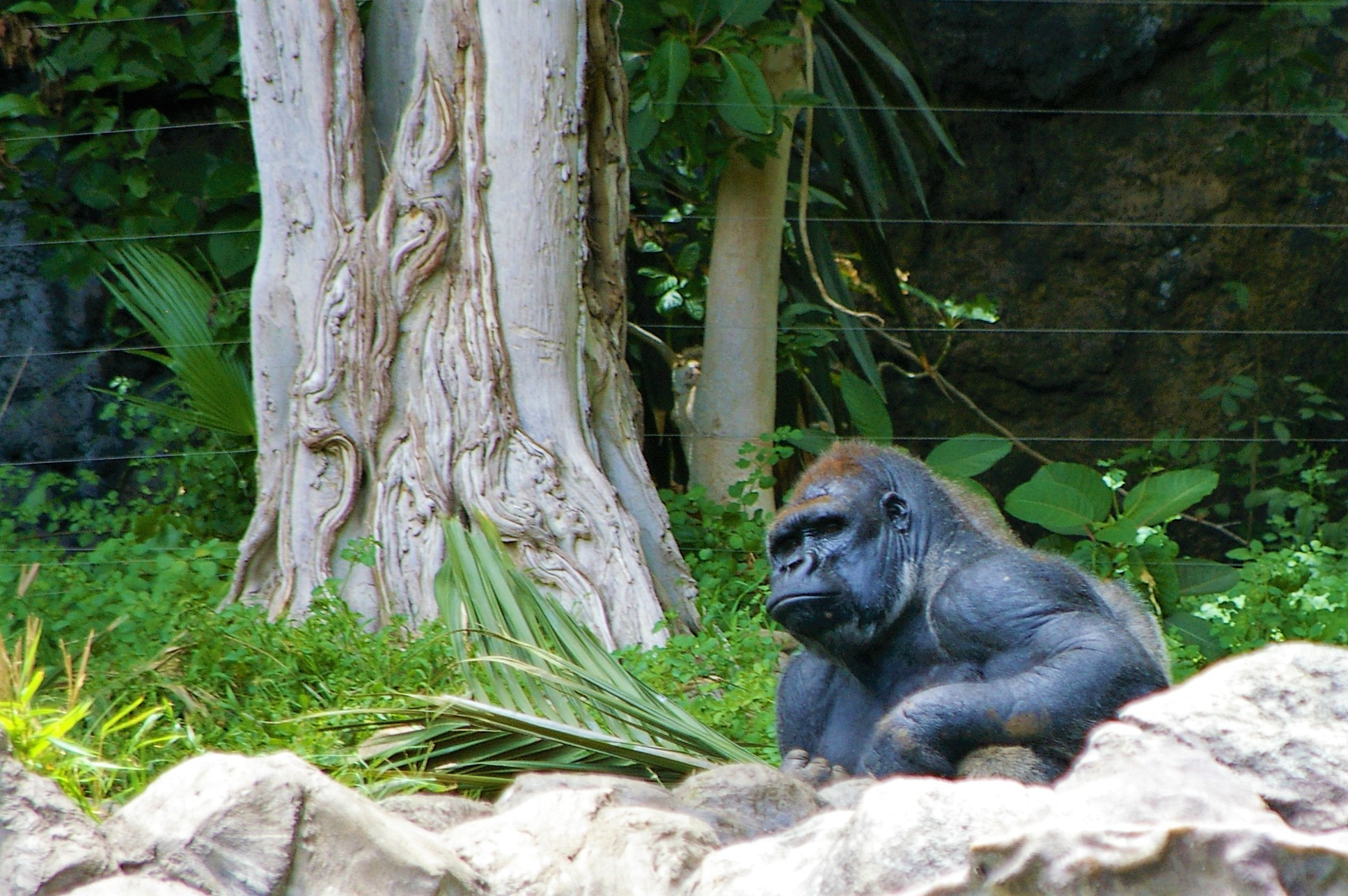 Pentax *ist DL + Pentax smc DA 50-200mm F4-5.6 ED sample photo. Gorilla photography