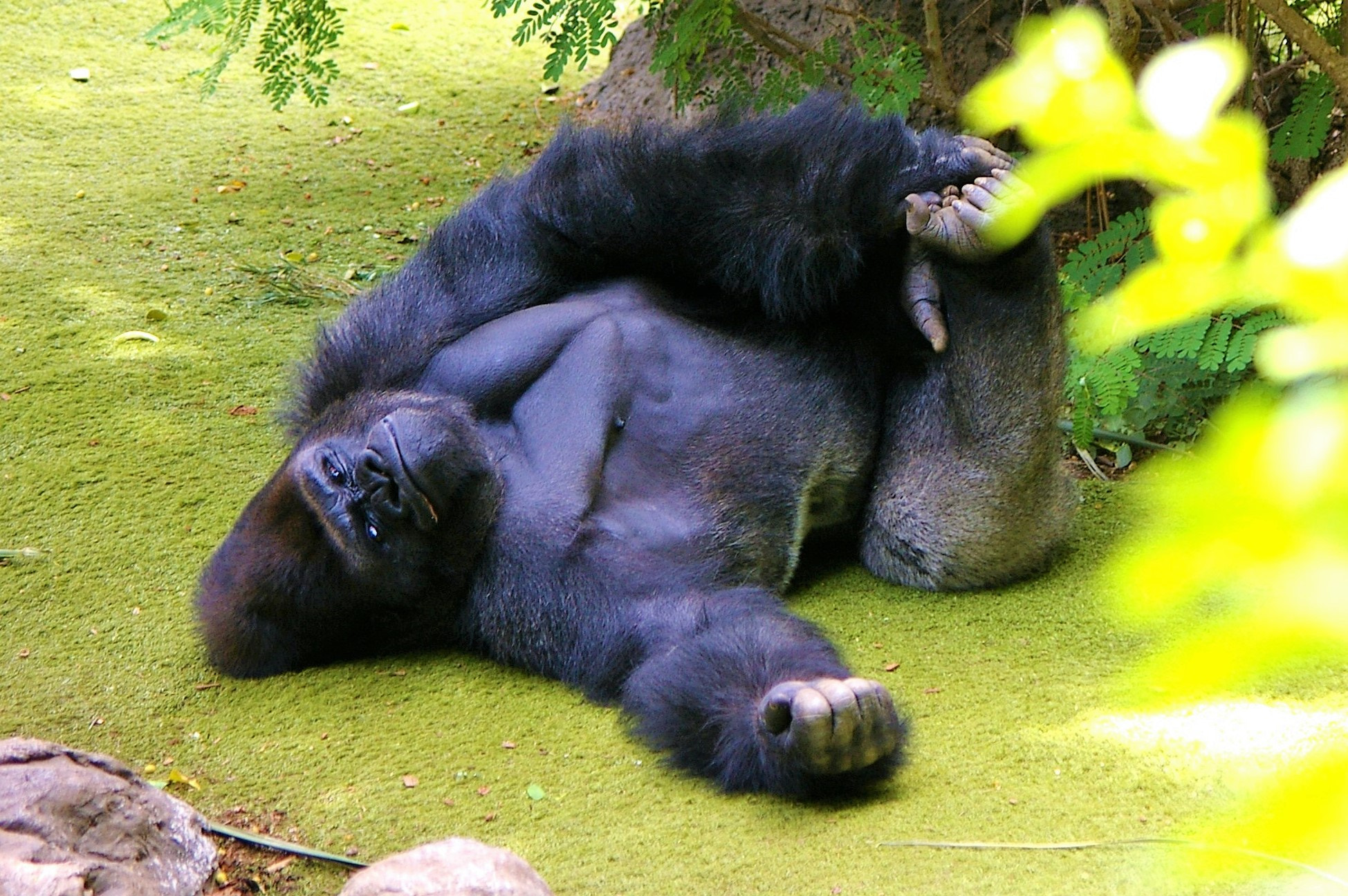 Pentax smc DA 50-200mm F4-5.6 ED sample photo. Gorilla photography