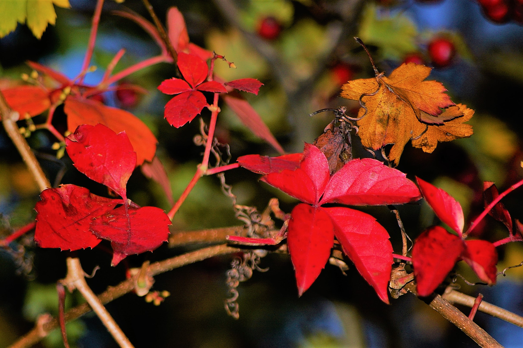 Pentax smc DA 50-200mm F4-5.6 ED sample photo. Wilder wein photography
