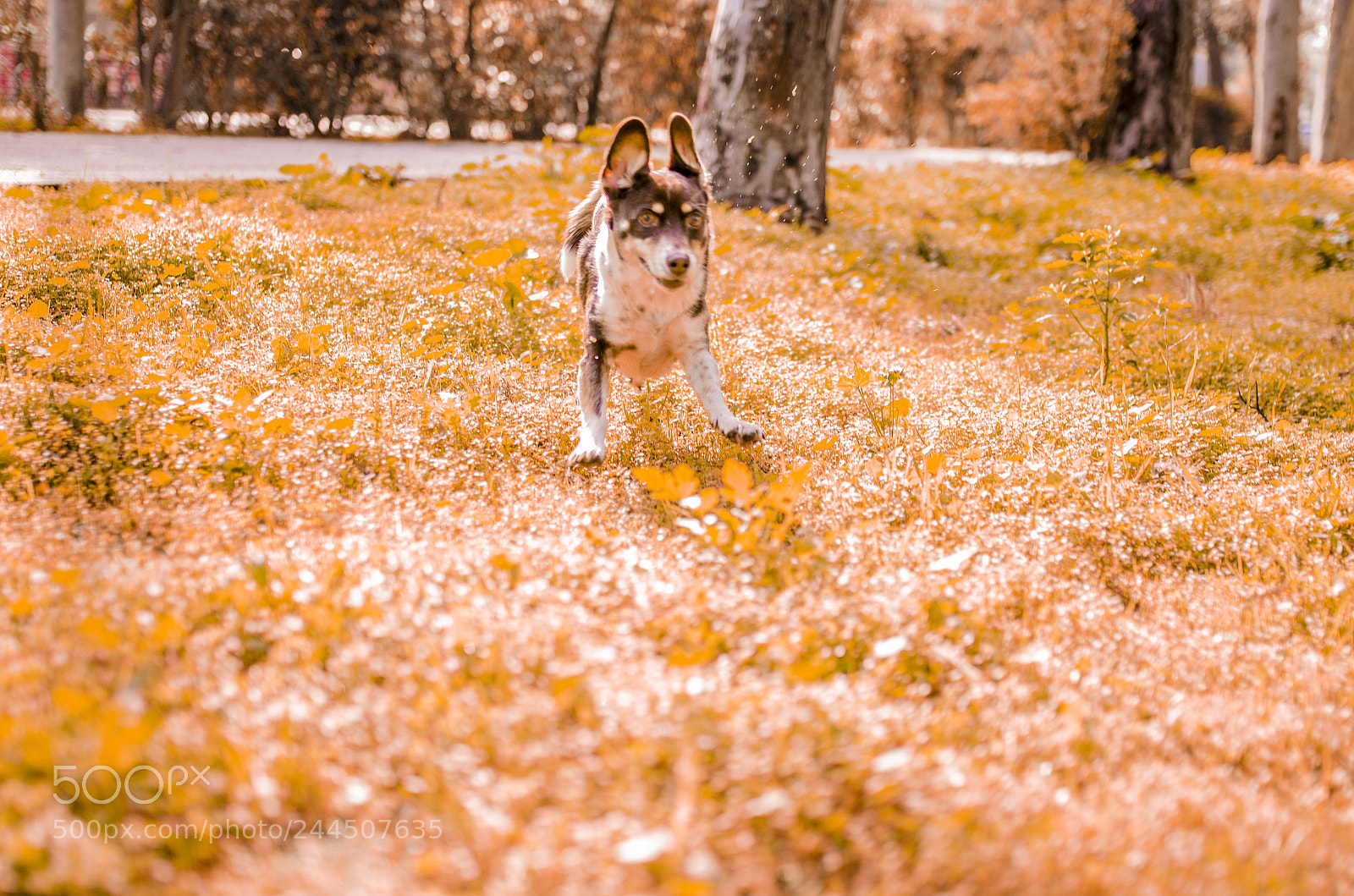 Nikon D5100 sample photo. Run forest photography