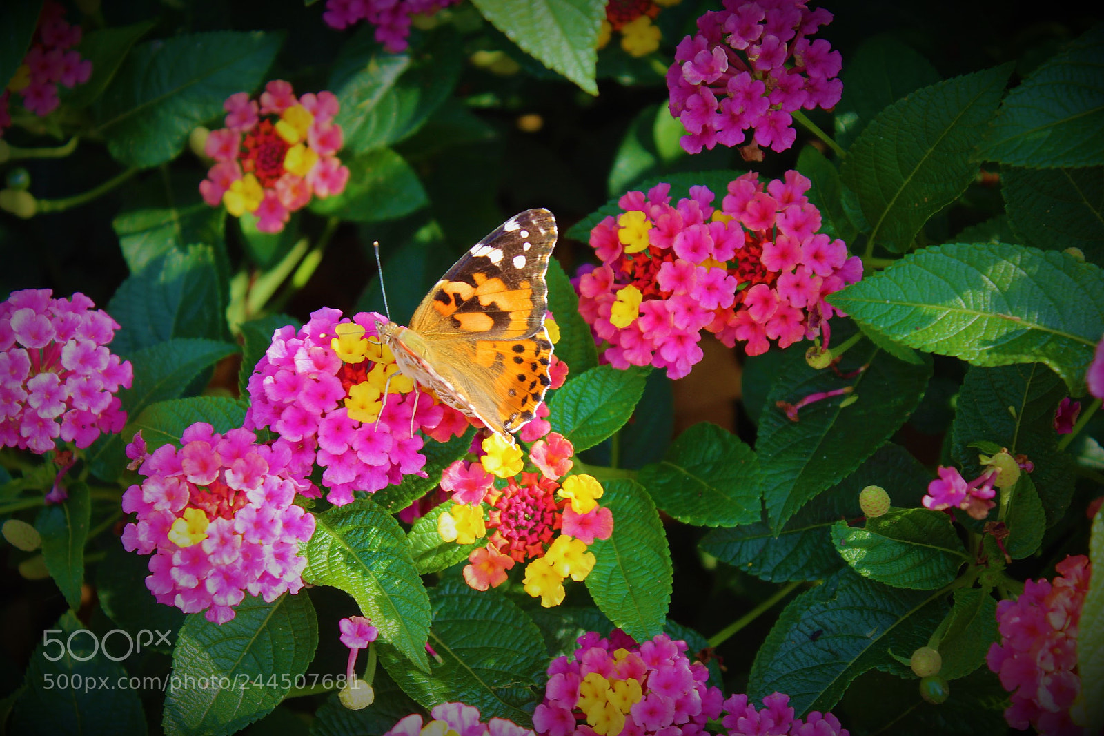 Canon EOS 600D (Rebel EOS T3i / EOS Kiss X5) sample photo. Monarch butterfly photography