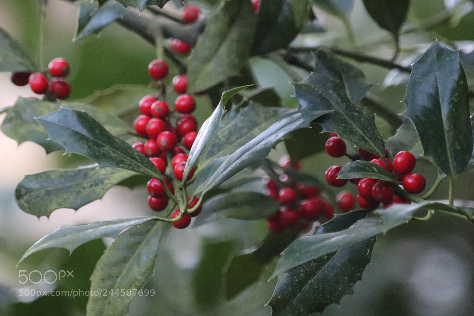 Canon EOS 77D (EOS 9000D / EOS 770D) sample photo. Christian hawthorn photography