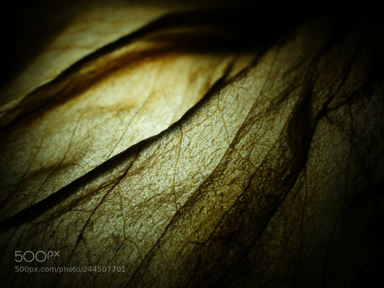 Panasonic Lumix DMC-GX8 sample photo. Dead leaf, a fracture photography