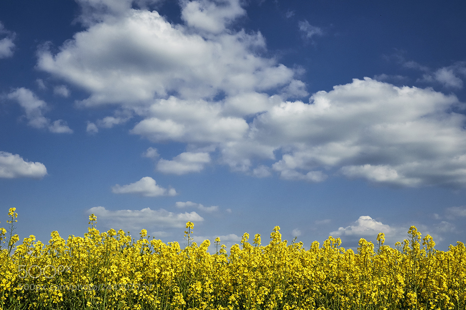 Nikon D90 sample photo. Rapeseed photography