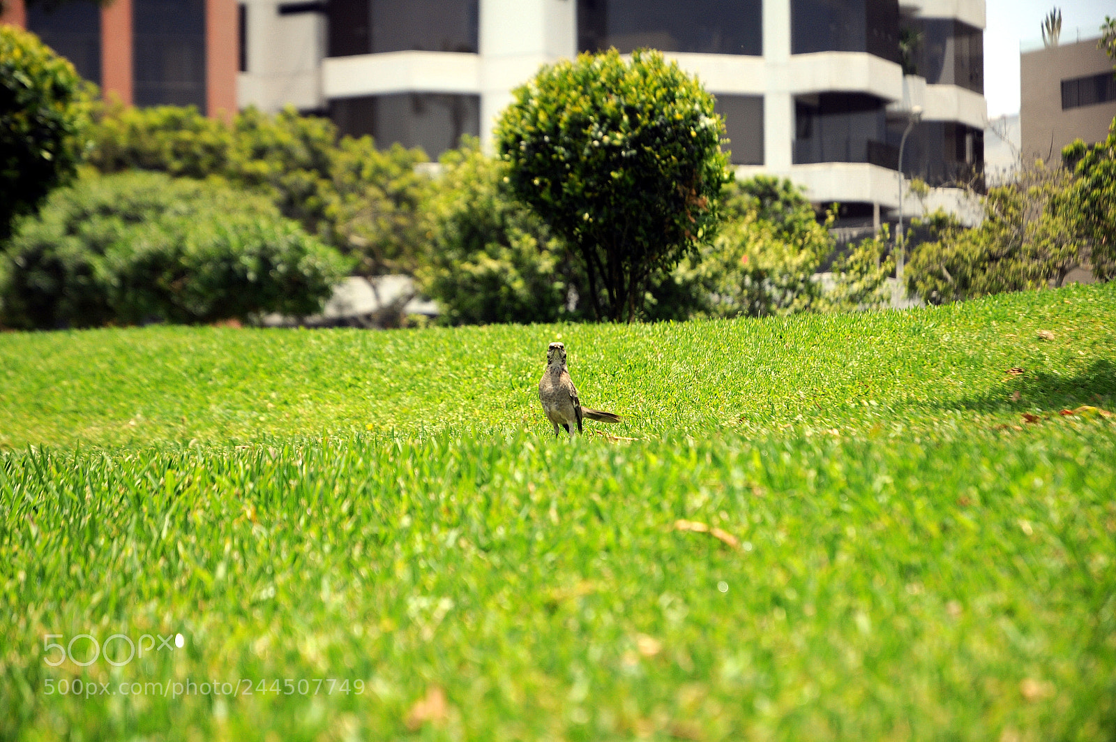 Nikon D300S sample photo. Distrito de miraflores photography