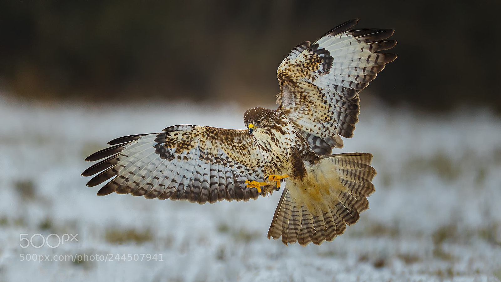 Canon EOS-1D X Mark II sample photo. Common buzzard photography
